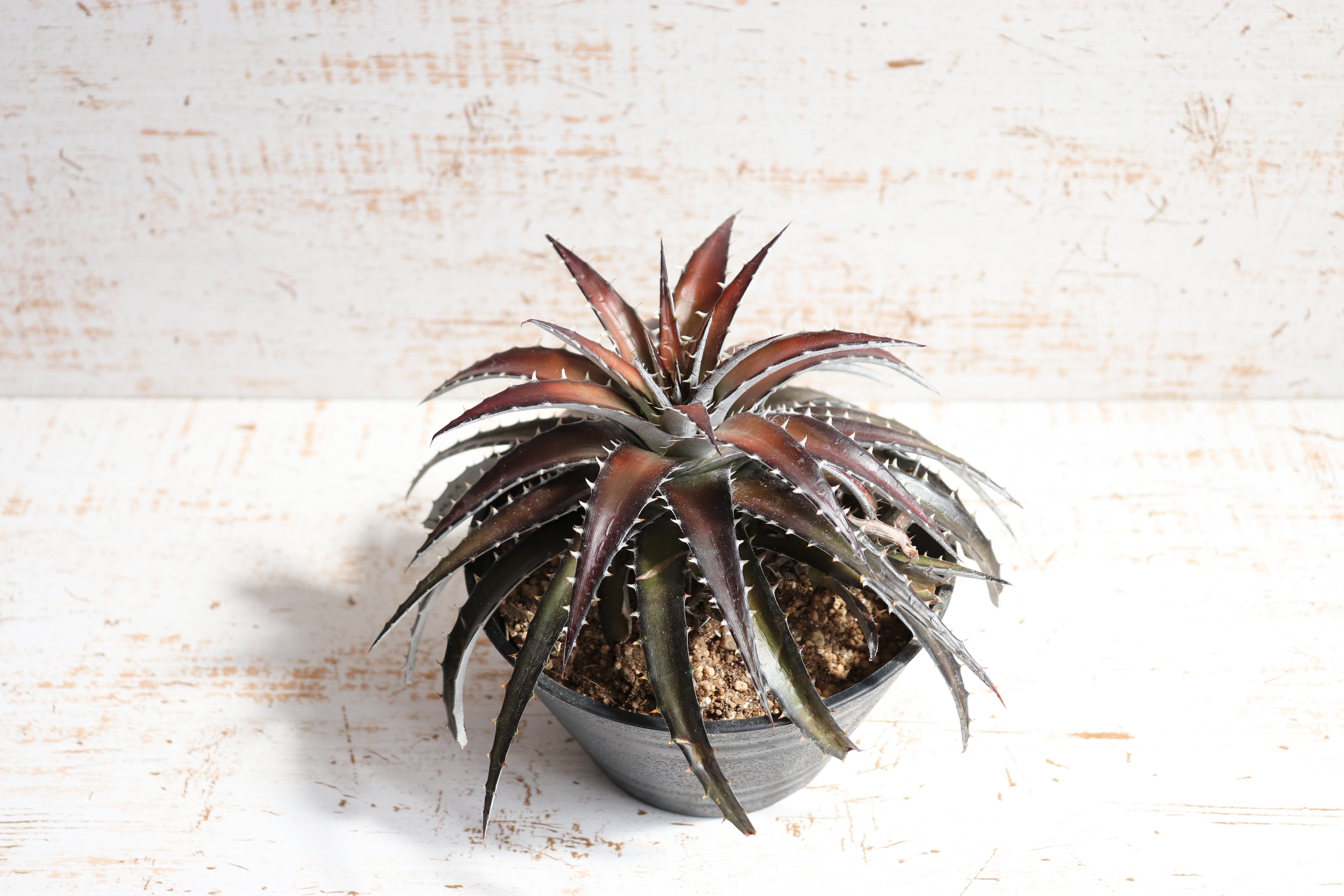 送料無料】picante〔ディッキア〕現品発送D0003 | plane plants