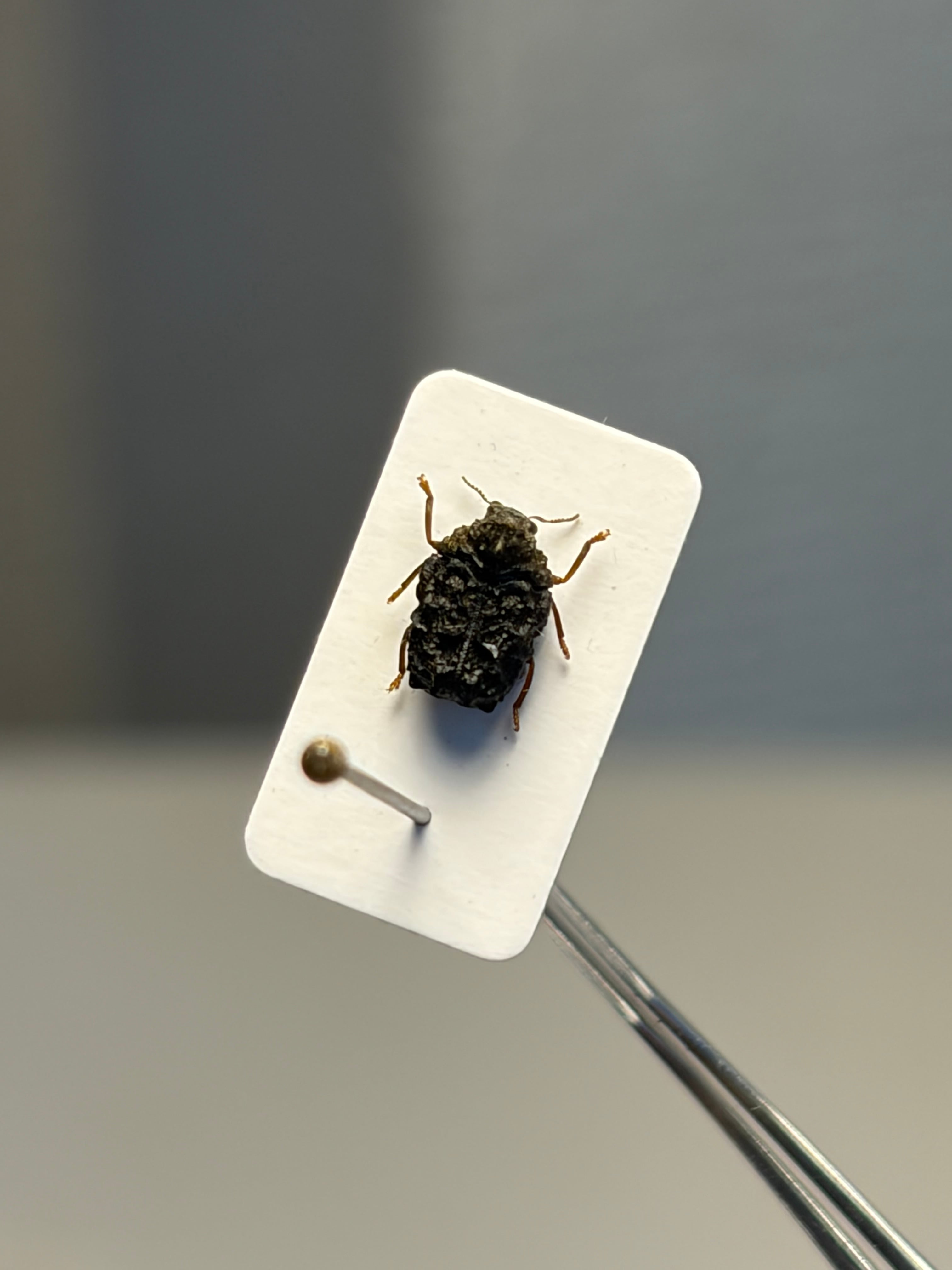 【4mm】ツツジコブハムシに酷似 ムシクソハムシ 標本 4mm】ツツジコブハムシに酷似 ムシクソハムシ 標本 | オモニキチュウ