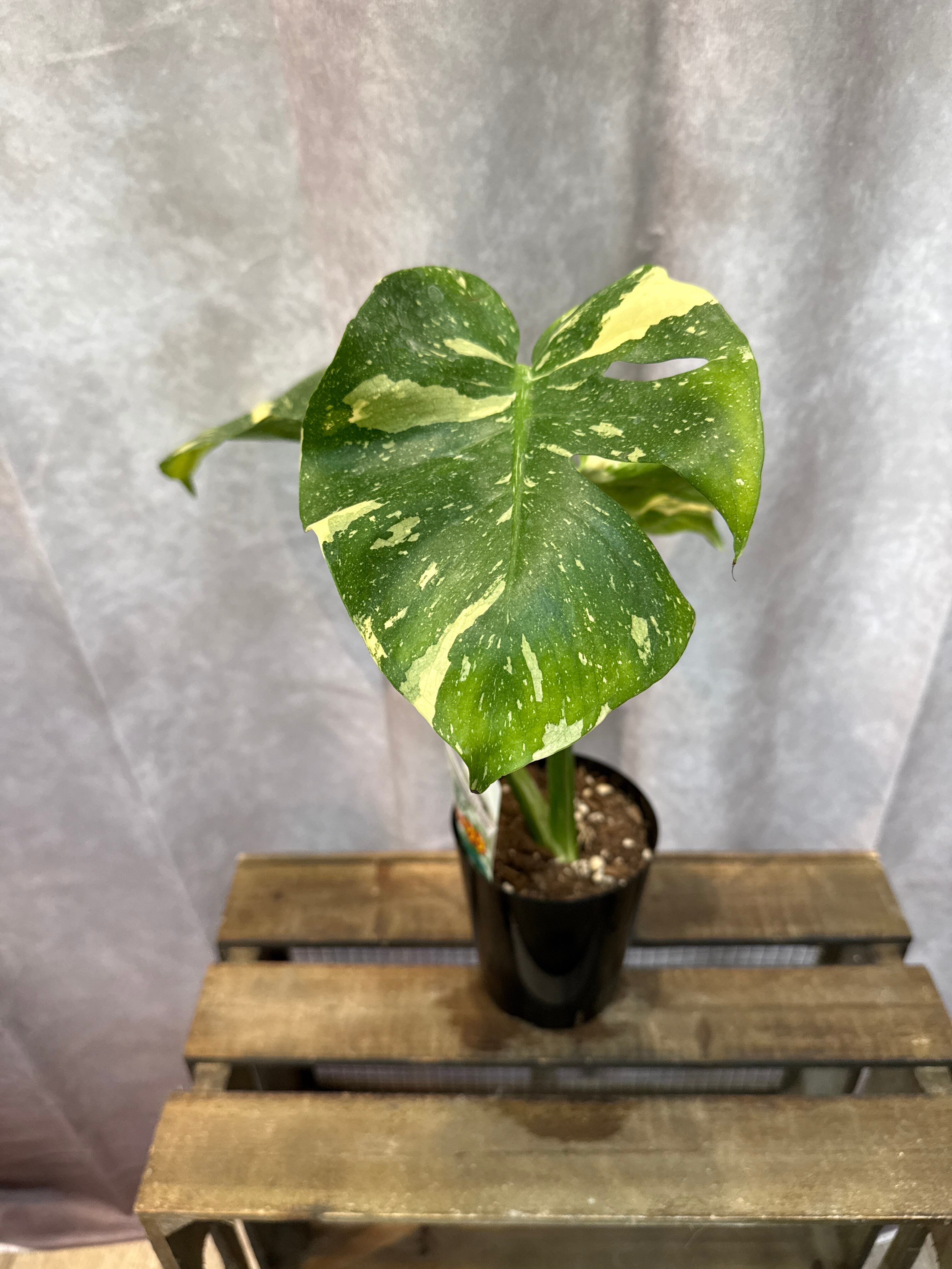 希少 モンステラ D. タイコンステレーション 'マイクロコンパクタ