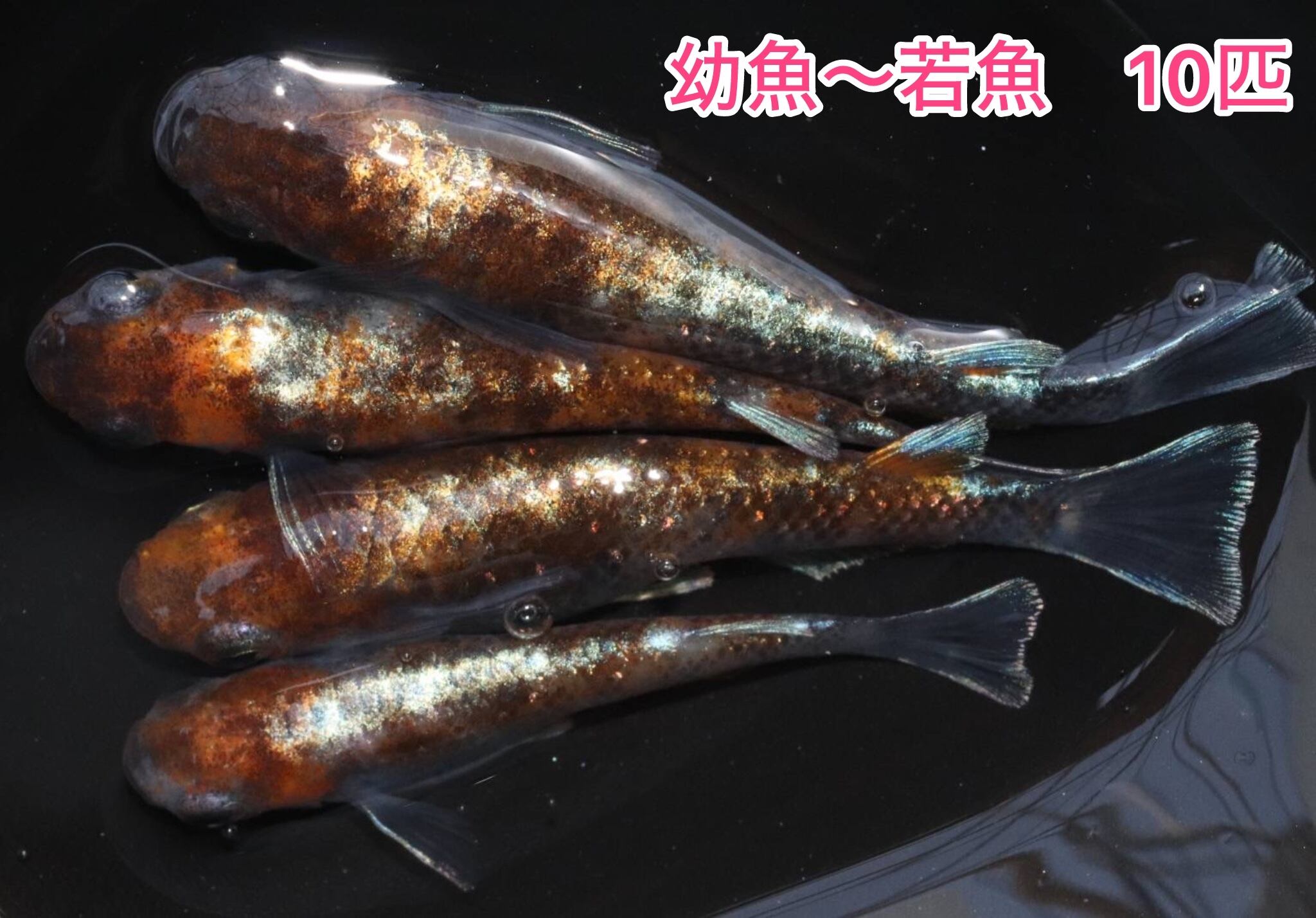 【華めだか大阪】★サバンナ直系 超極上 1ゴブリン 1トリオ★産卵中 2025年最新めだか サバンナの魅力的な商品多数登場！ - Yahoo