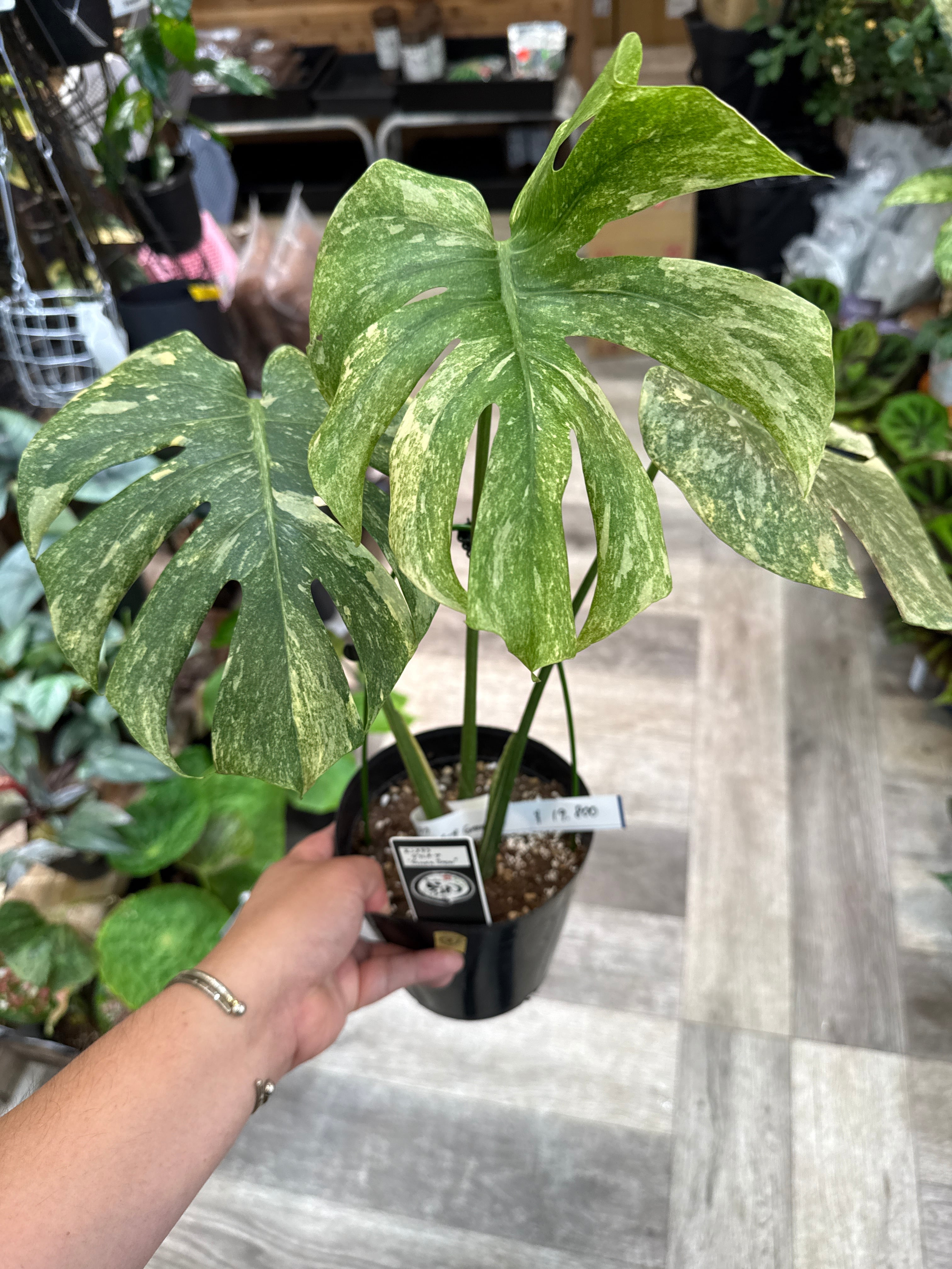 ②モンステラ デリシオサ 'Green Snow' | Gardenえん 【観葉熱帯植物】