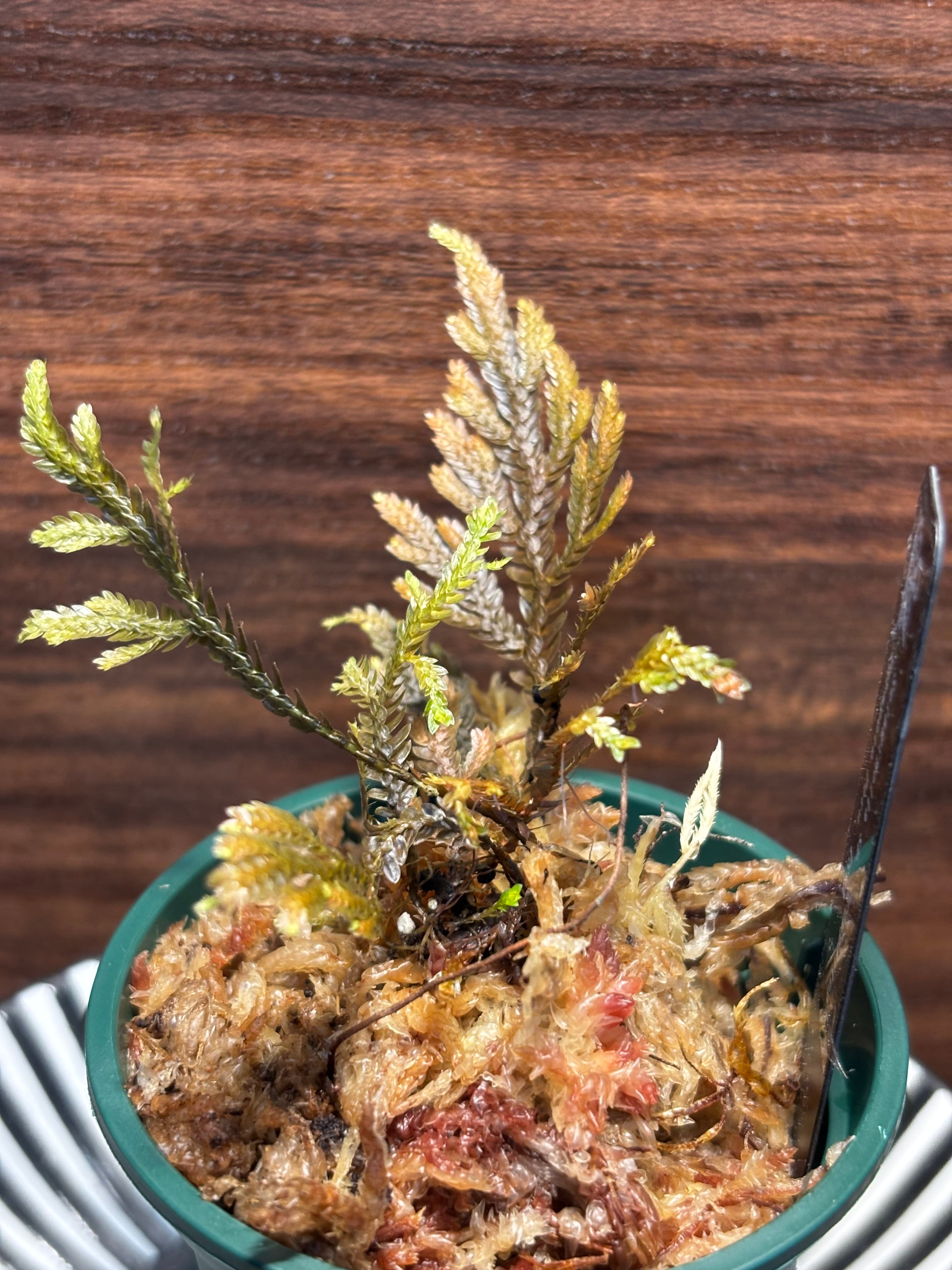 SCALE_VIVARIUM | 蝉ノナキガラ