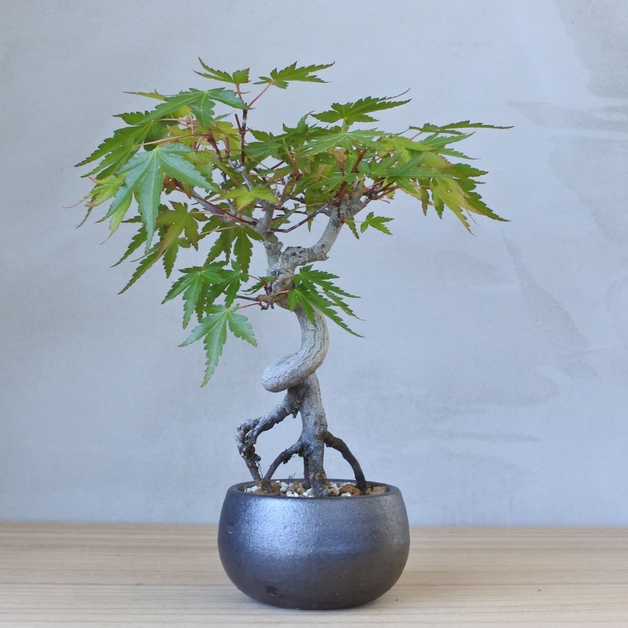 雑木盆栽】モミジ <M1> | BONSAI 鉄と山 | Garden Times