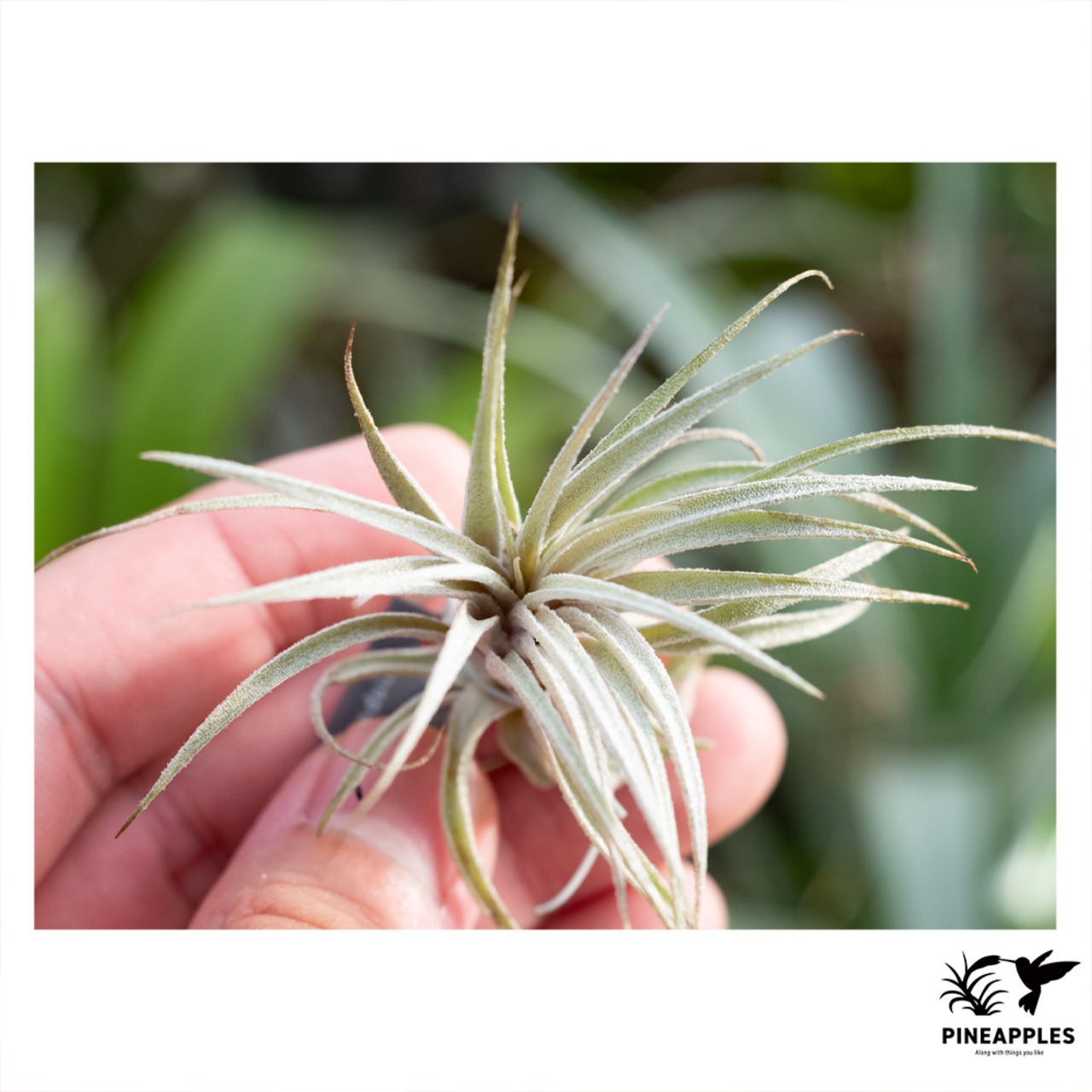 Tillandsia sucrei - 2