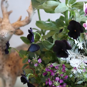 冬かや春に楽しむ寄せ植え｜朽ちないバスケットの（プラスティック素材）ムラサキカラーのお花たちの寄せ植え　届いてすぐ玄関に飾れる 　プレゼントにもオススメ　