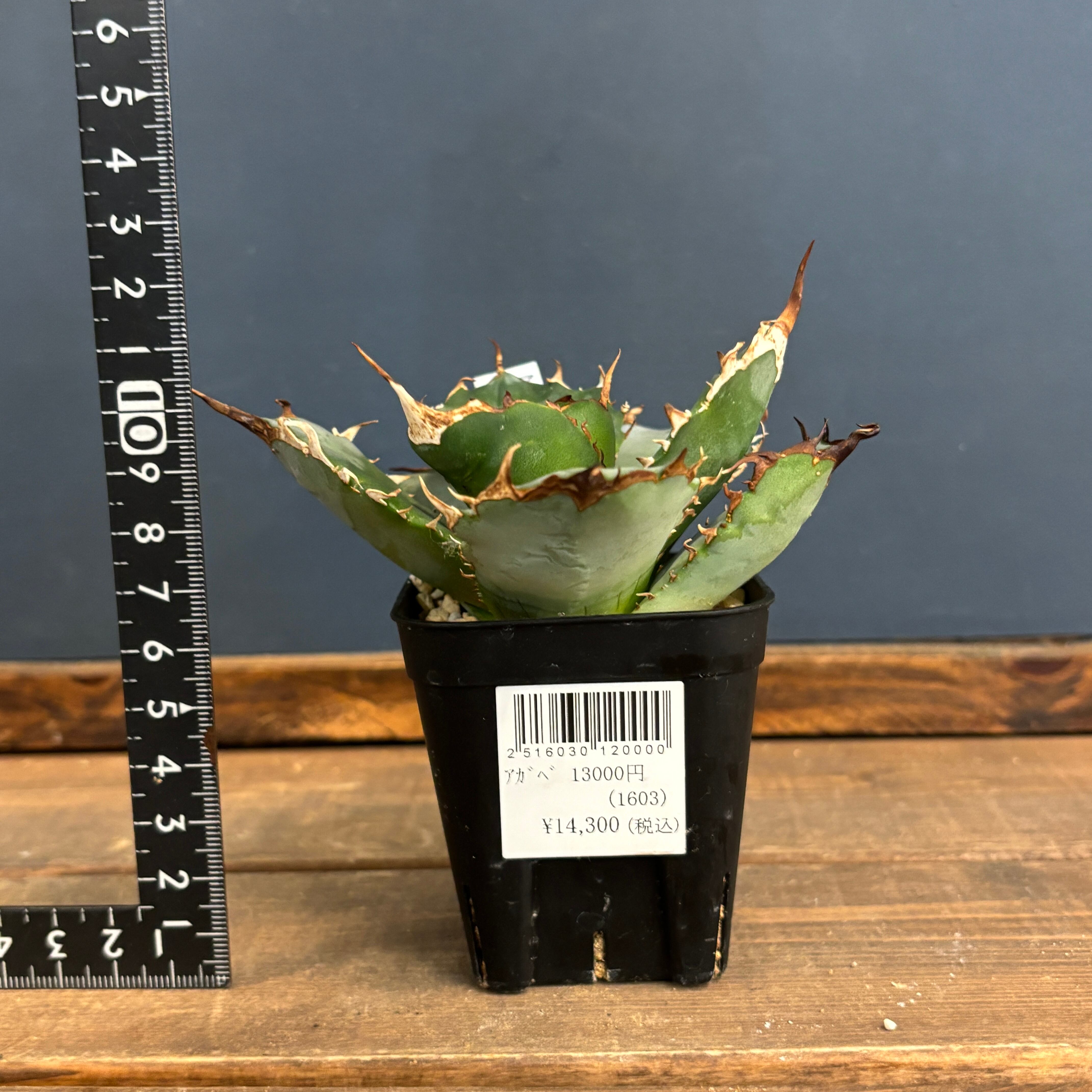 アガベ チタノタ バイキング【591】 | PROTOLEAF プロトリーフ