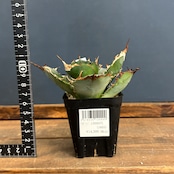 アガベ チタノタ バイキング【591】