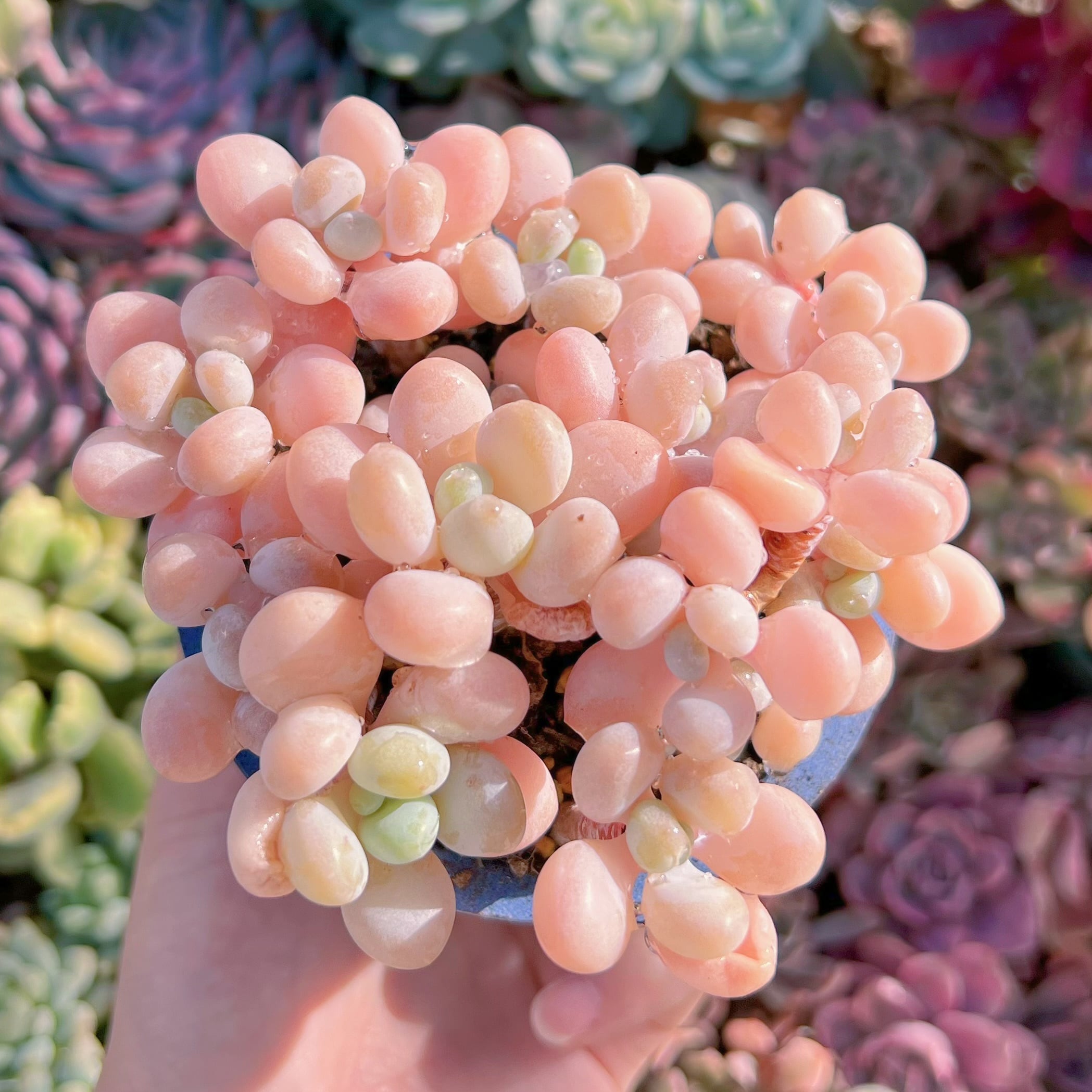 現物　シャボン玉#688　るる農園