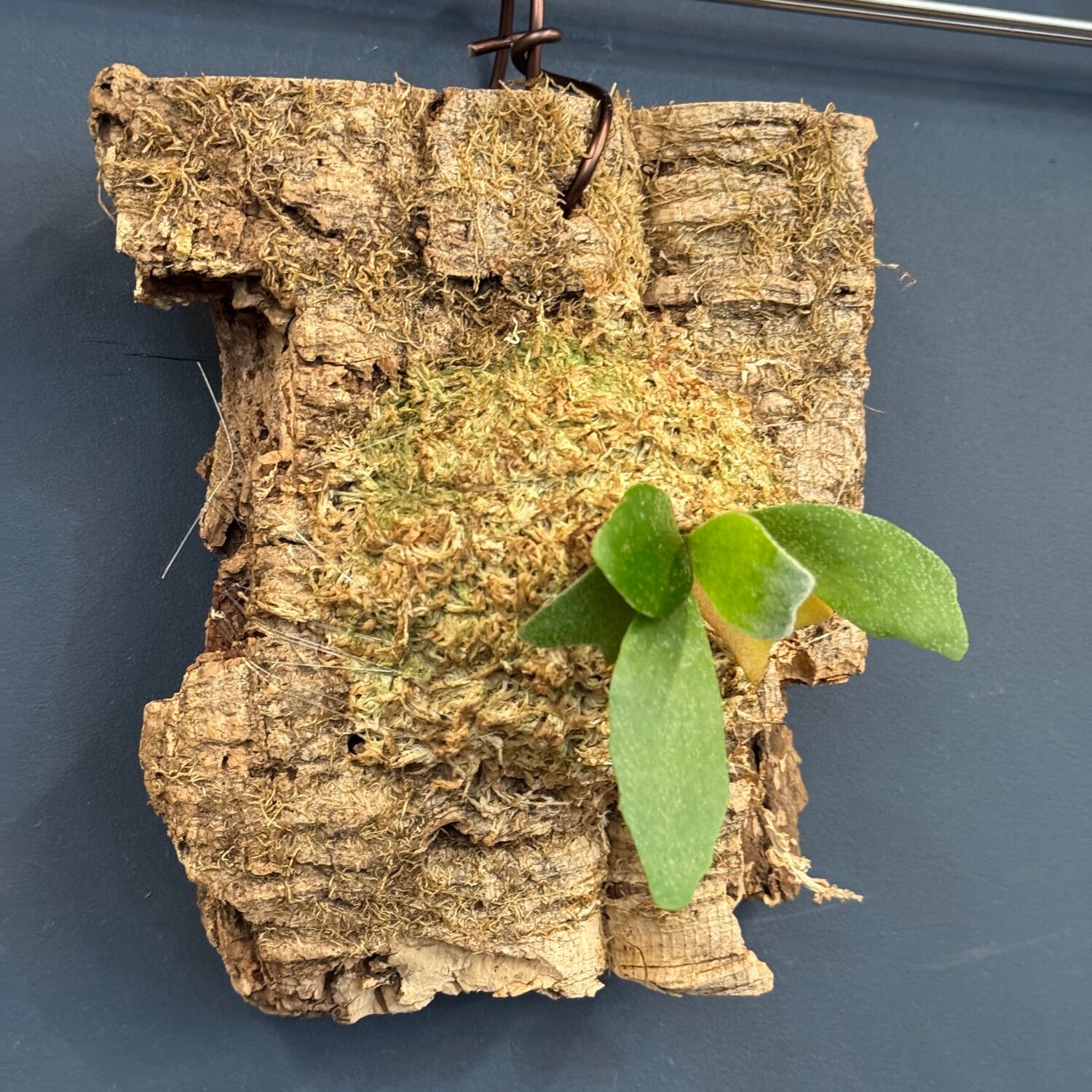 ビカクシダ Platycerium alcicorne 板付け【620】 | PROTOLEAF プロト