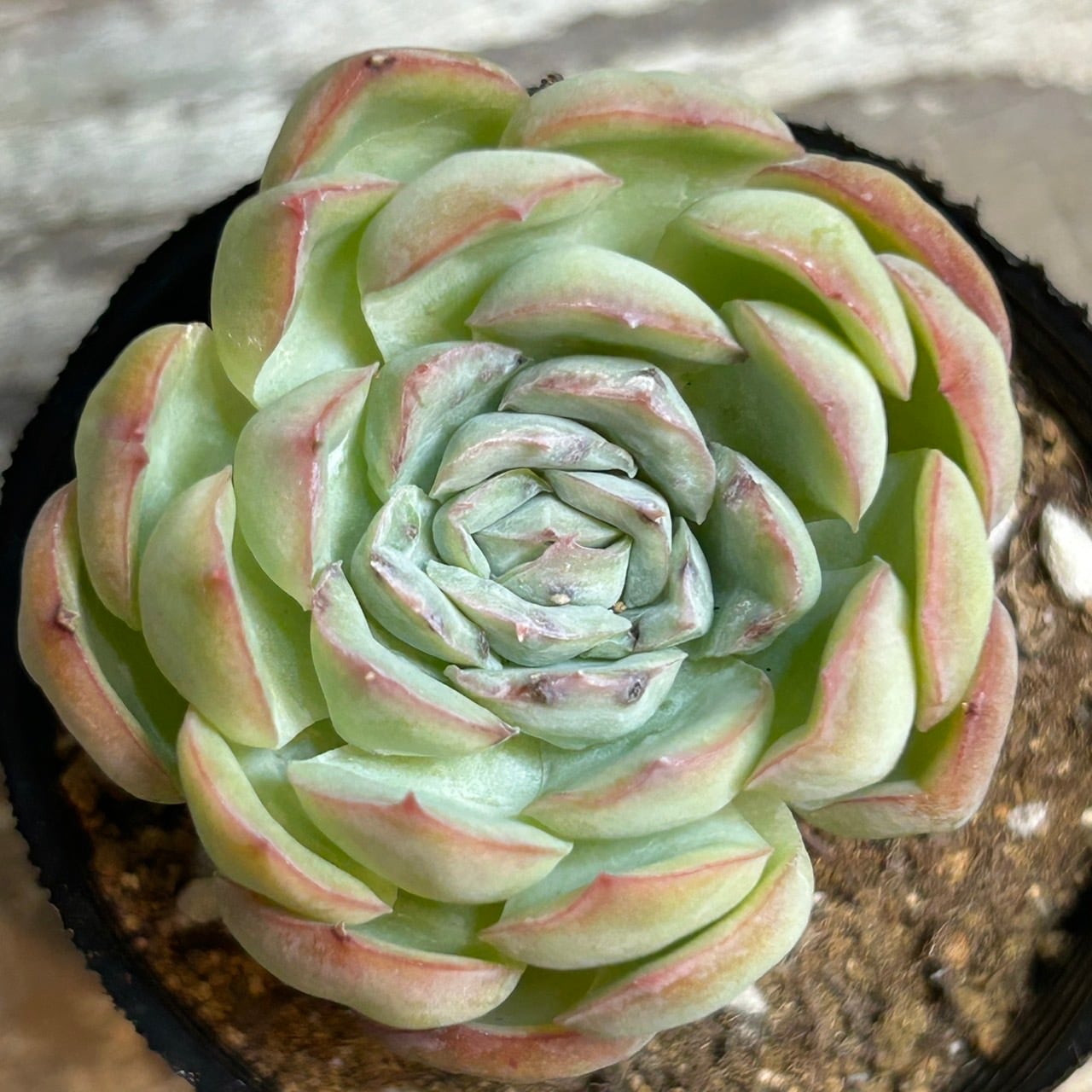 多肉植物アエオニウム錦❤️ 花月夜❤ 状態図 79 #観葉植物 アエオニウム錦❤️花月夜錦❤️1大頭12cm 拔き苗 - メルカリ