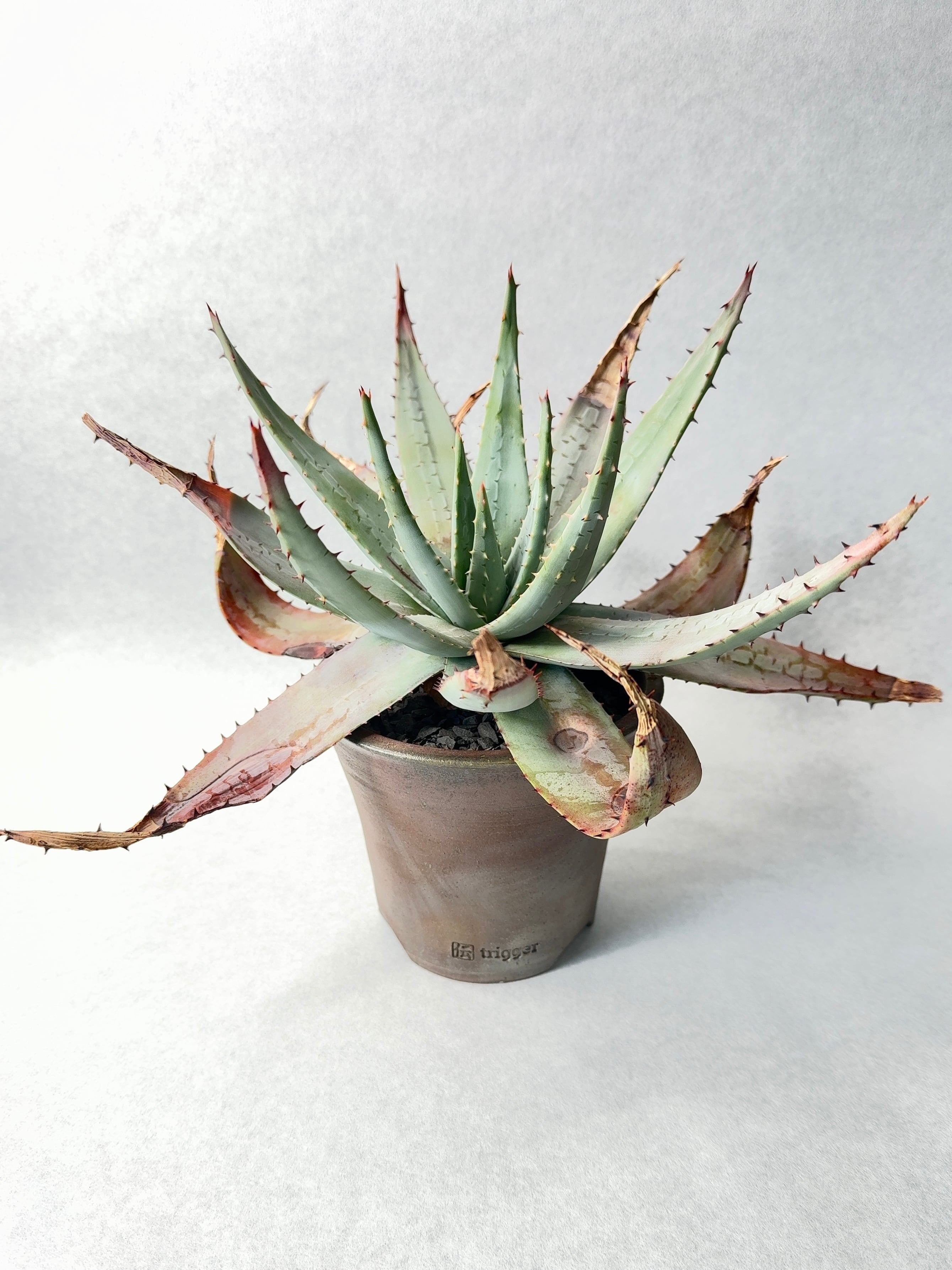 アロエ・ペグレラエ