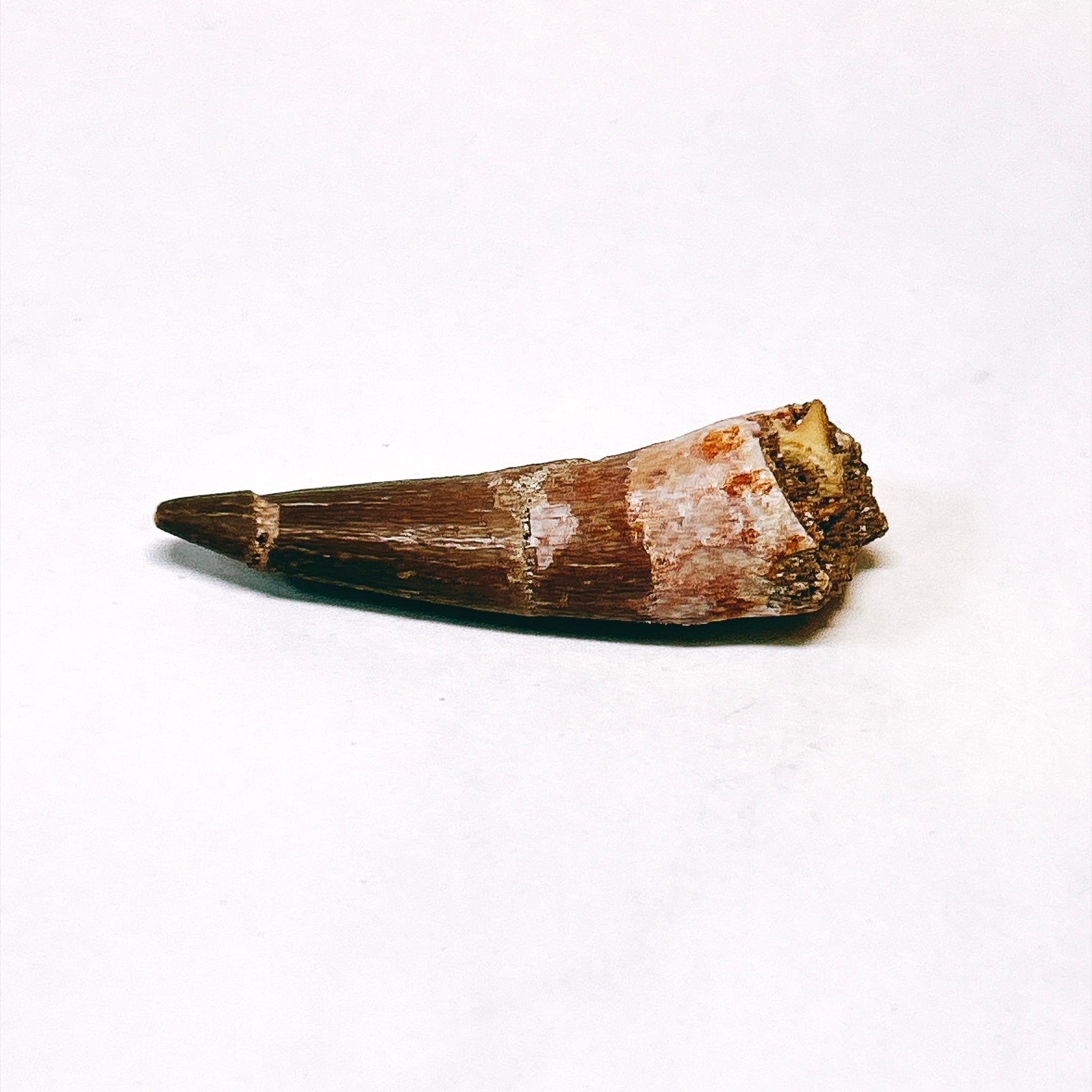 E17495】プレシオサウルス 歯化石 Plesiosaurus tooth 首長竜プレシオ
