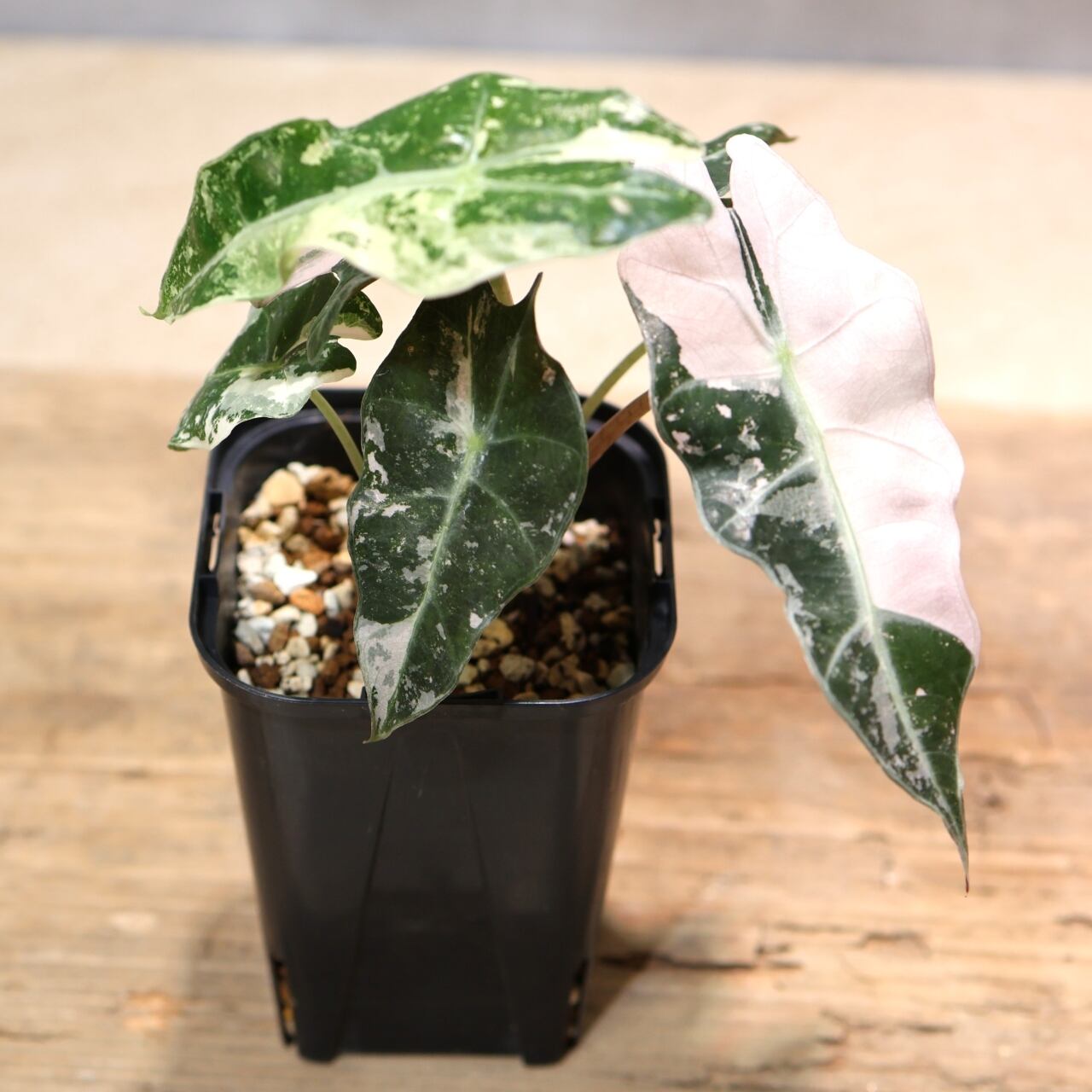 332 雪の結晶をまとう『アロカシア 5 Alocasia polly Snowflake