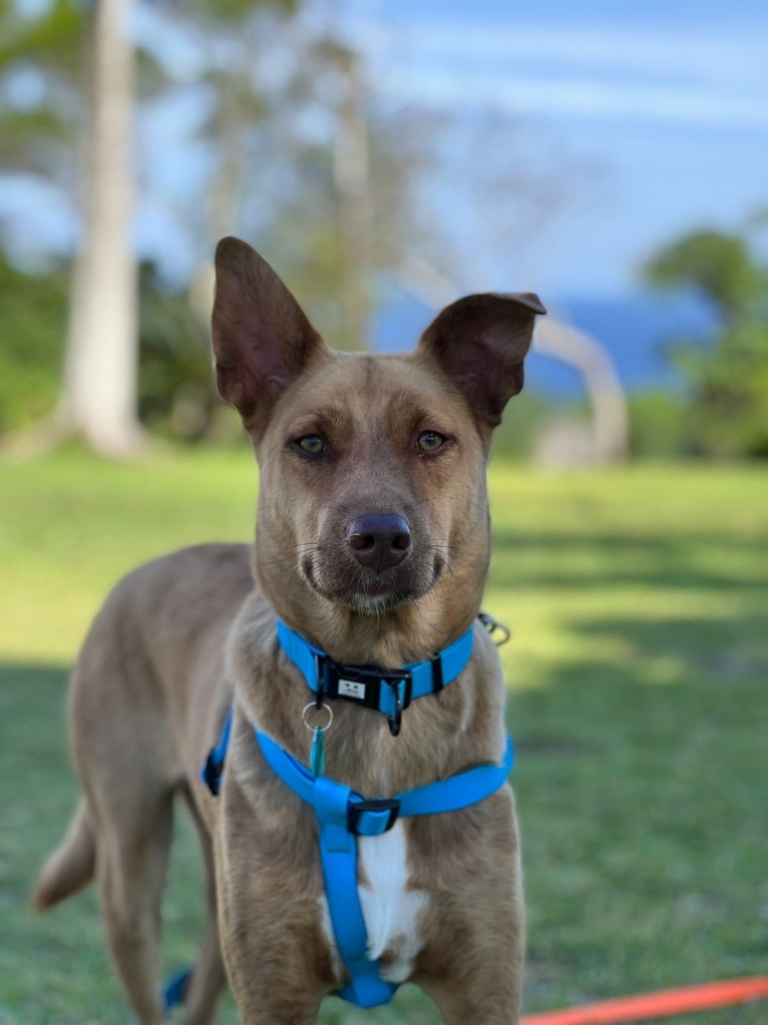 M】 PVC防水ハーネス | Aloha ilio