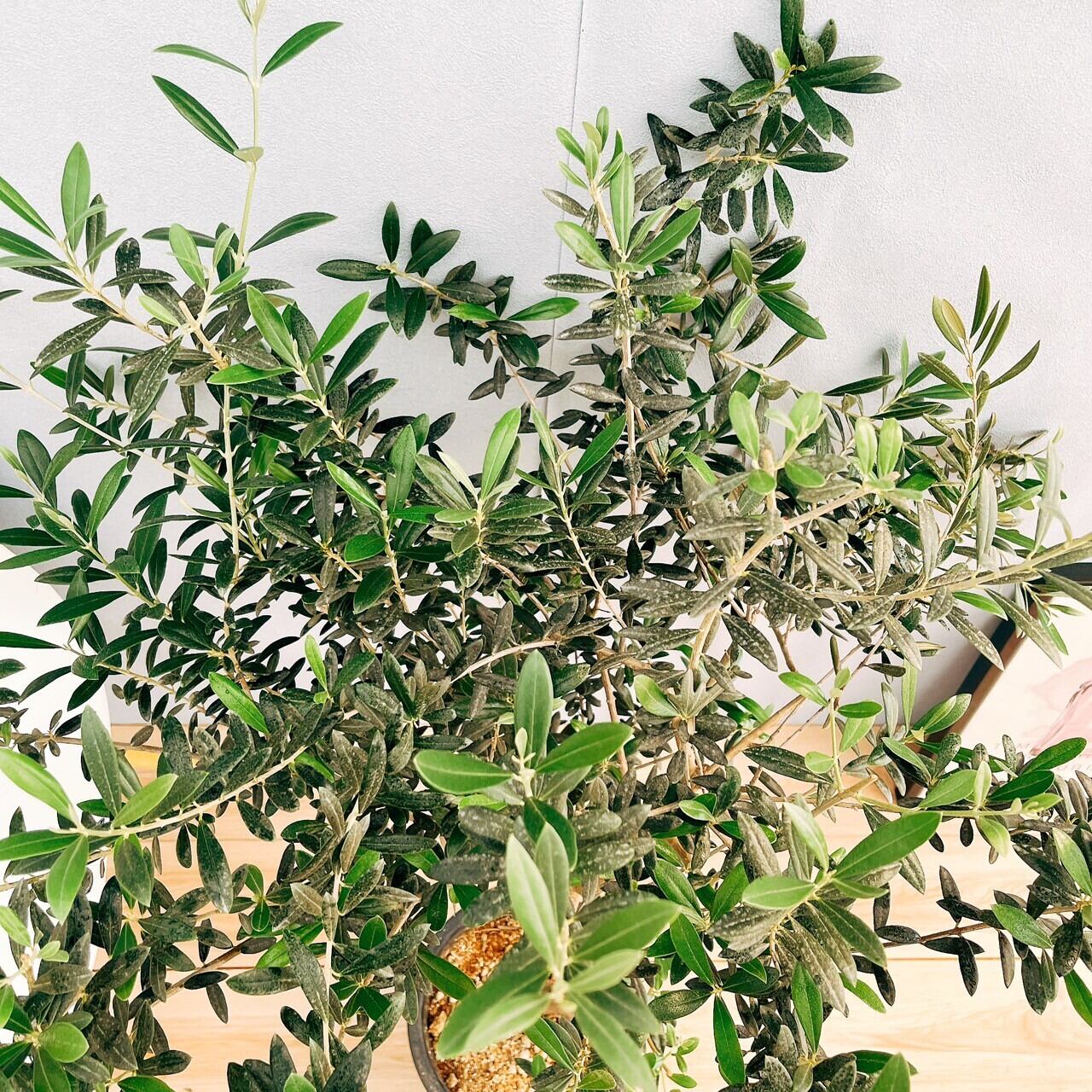 オリーブ　マンザニロ　オリーブの木　創樹　幹太souju ８号 楽天市場】〔現品販売〕 人気のオリーブ 創樹（SOUJU）8号鉢