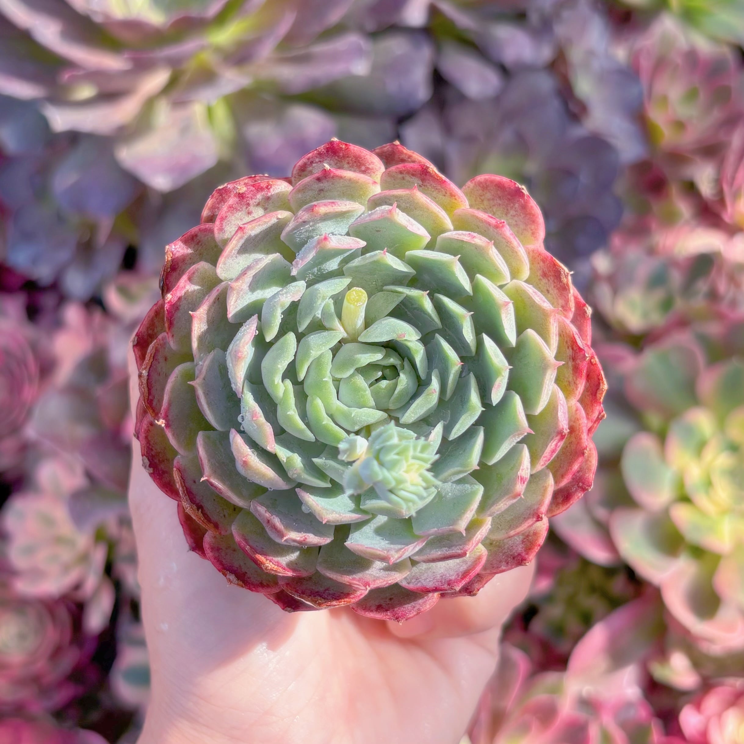 現品　朱砂痣#K220　るる農園