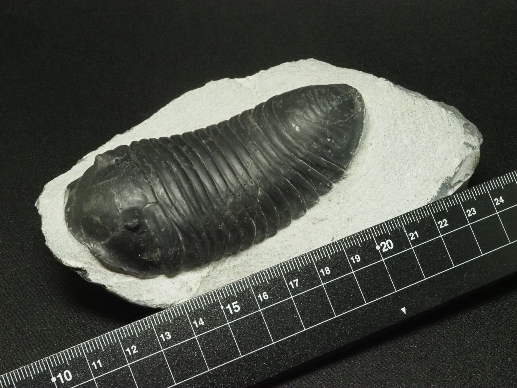 Paralejurus　三葉虫　化石　モロッコ 産 Paralejurus 三葉虫 化石 モロッコ 産 - メルカリ