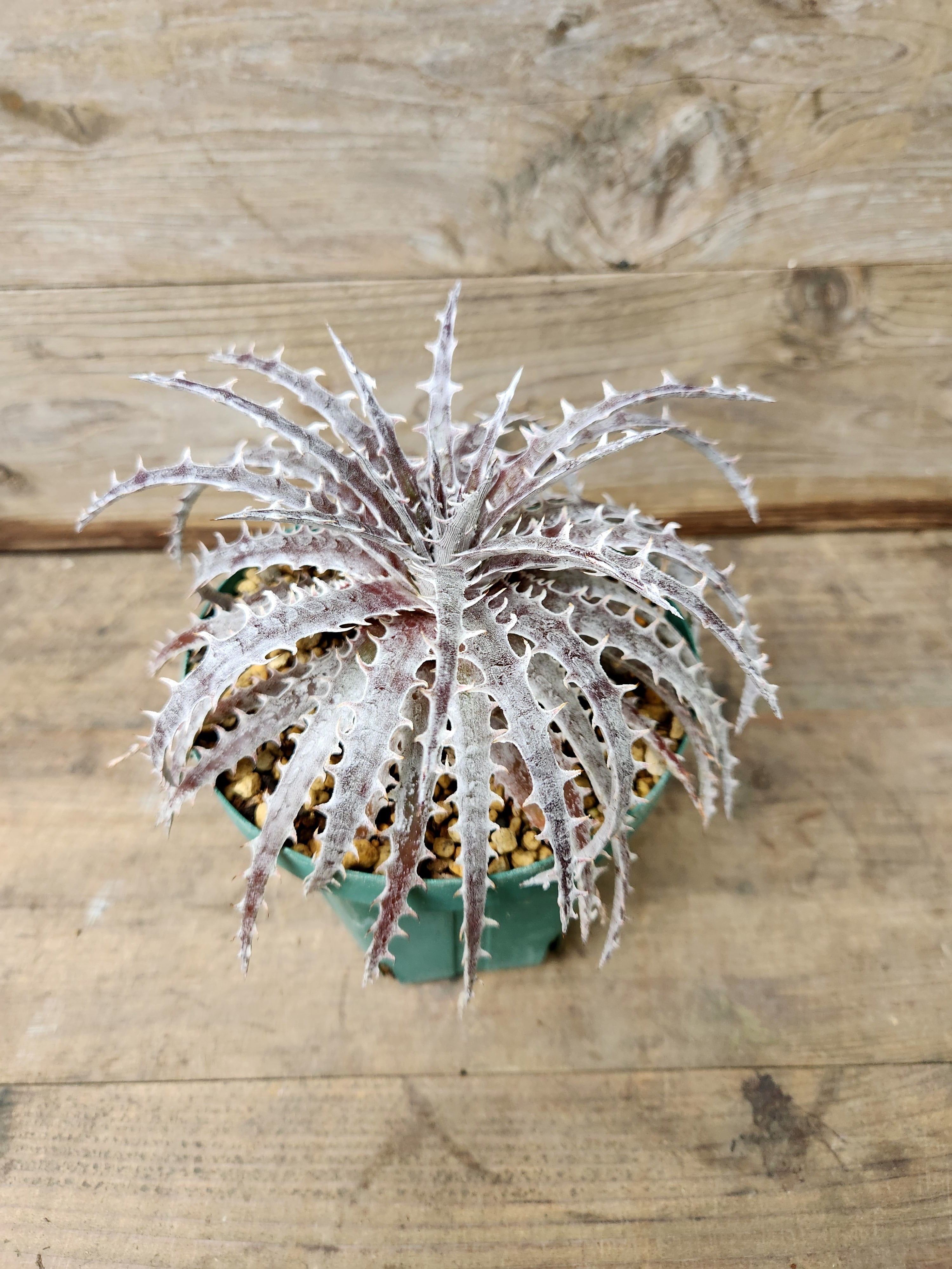 ディッキア・シルバーマーキュリー dyckia・silver mercury | フラワー