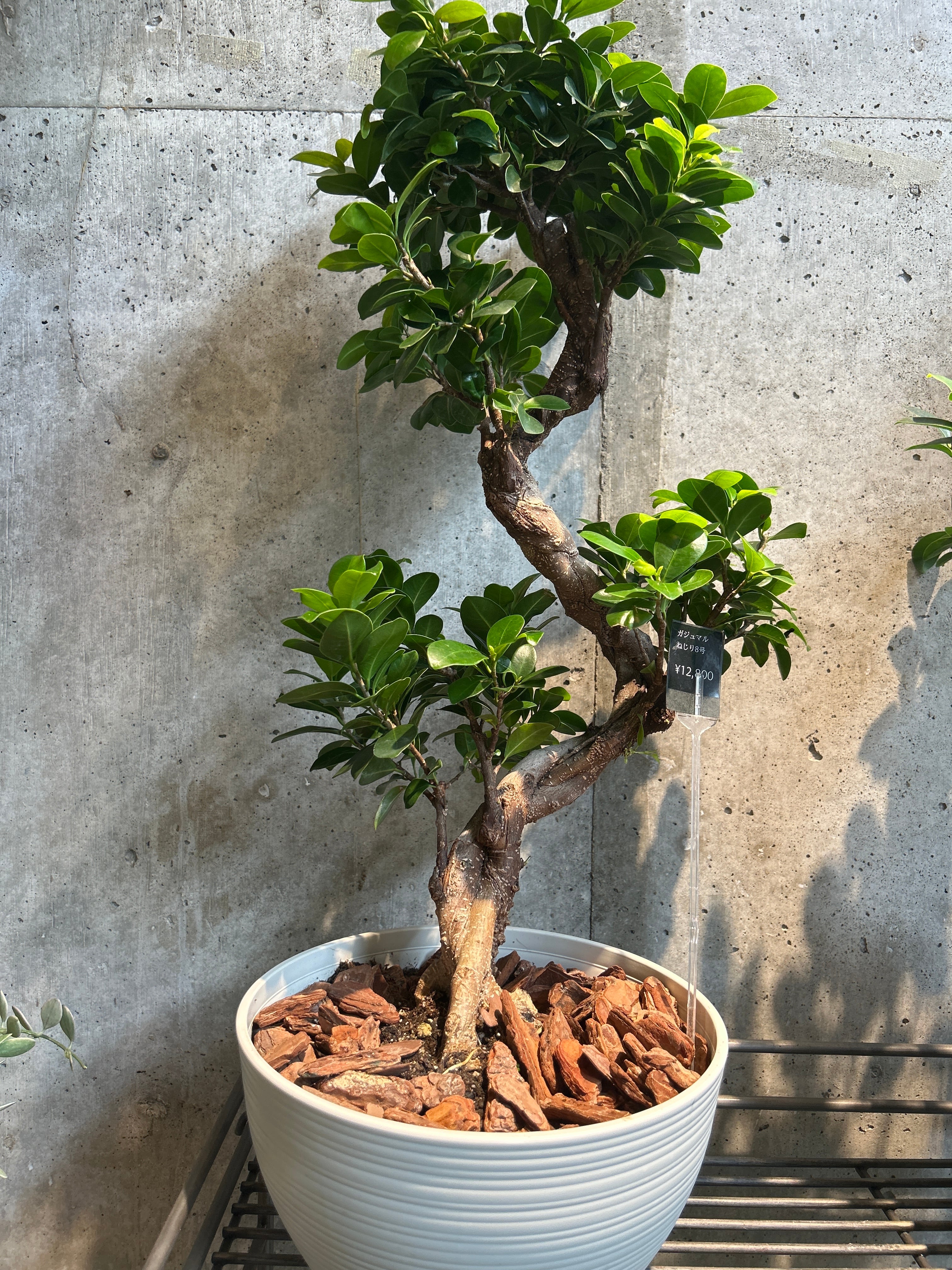 ガジュマル ねじり8号 | 植物との暮らし apricot