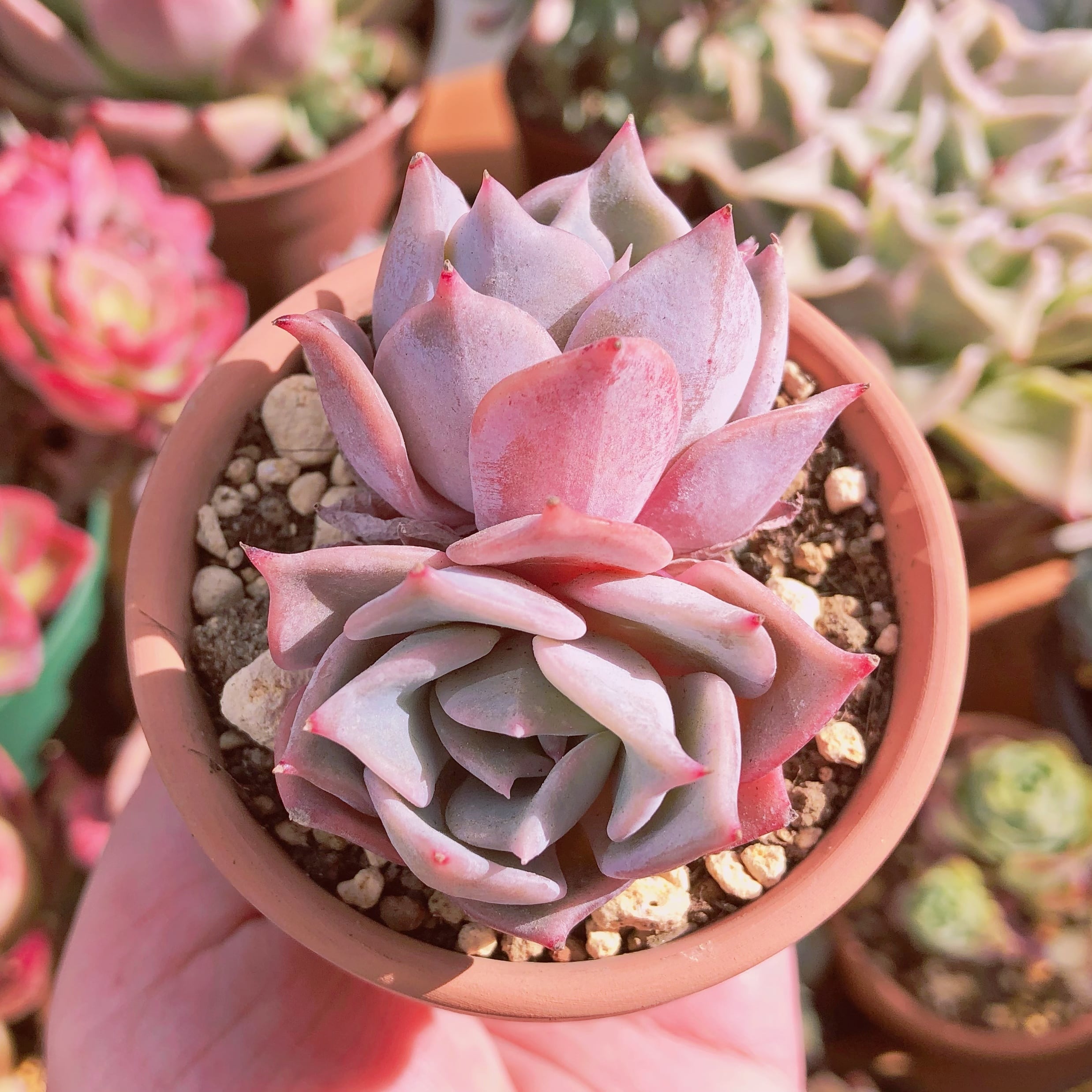 【31.ルナ＊多肉植物販売会】 72株 A353-2多肉植物 エケベリア ルナレン サボテン 観葉植物 花 園芸