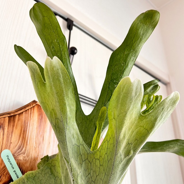 ビカクシダ グランデ 板付 【観葉植物 壁掛け コウモリラン】