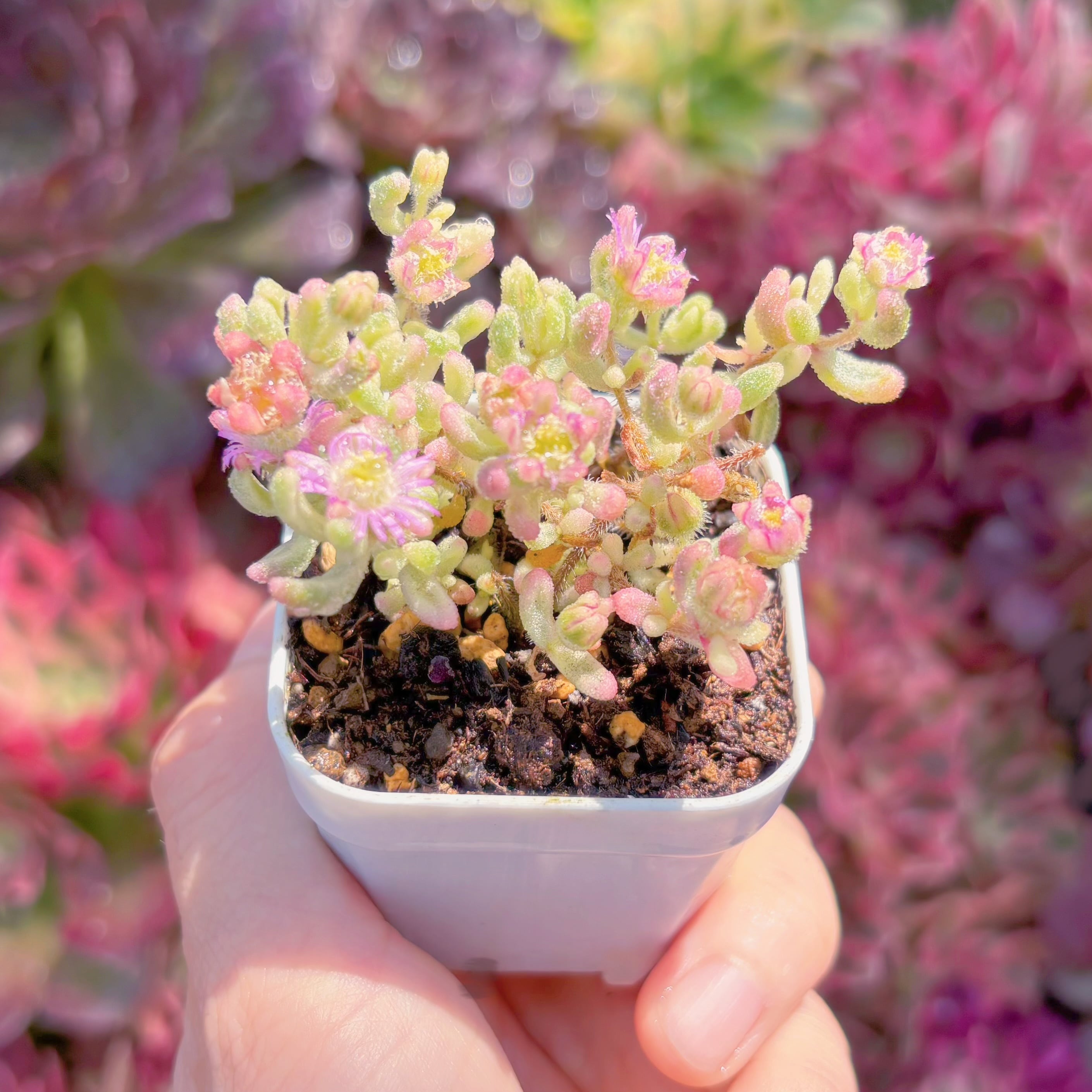 多肉植物 人気商品 ドロサンテマム レッドダイヤモンド錦 新入荷 るる
