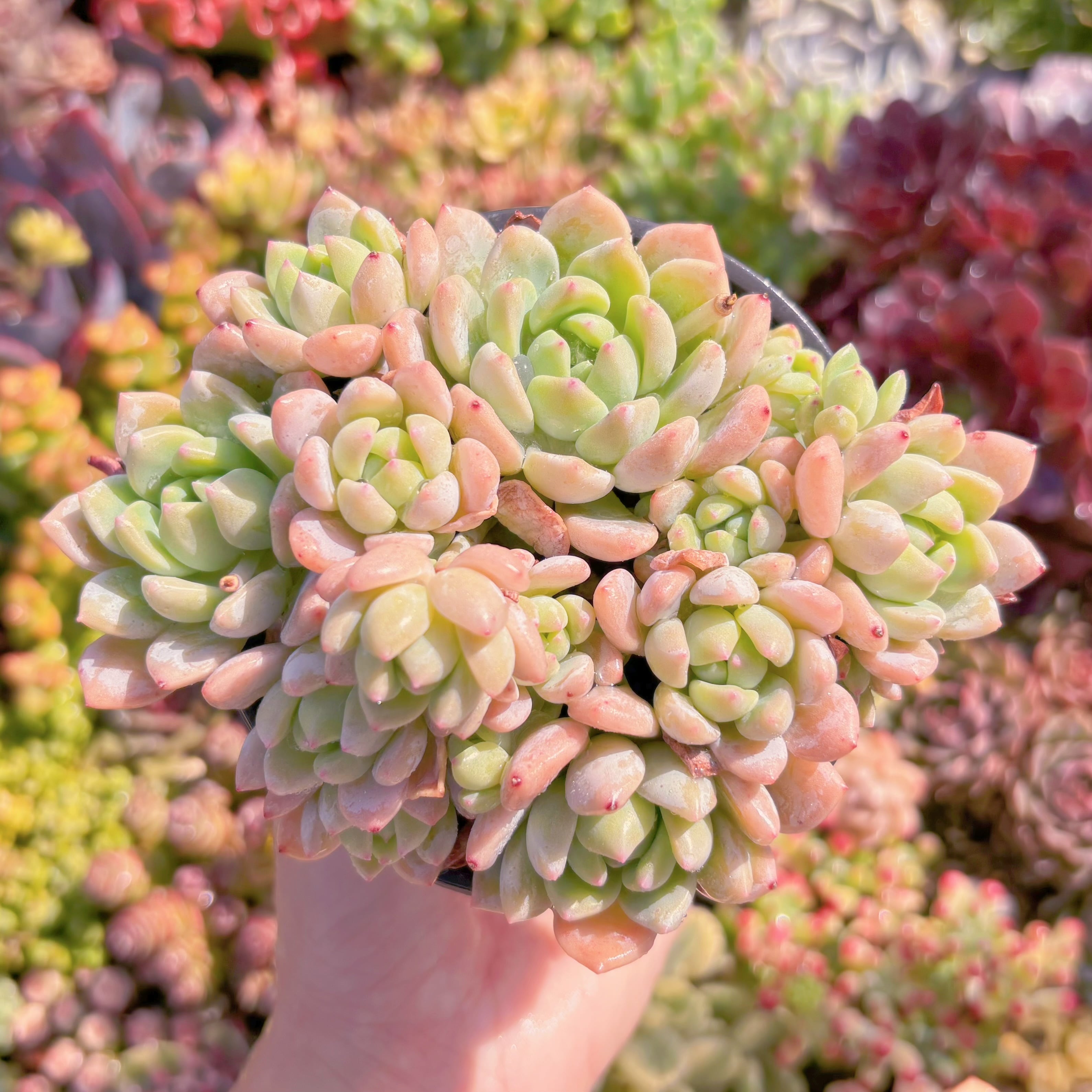 現品　プロリフェラxラウル#258　群生　るる農園