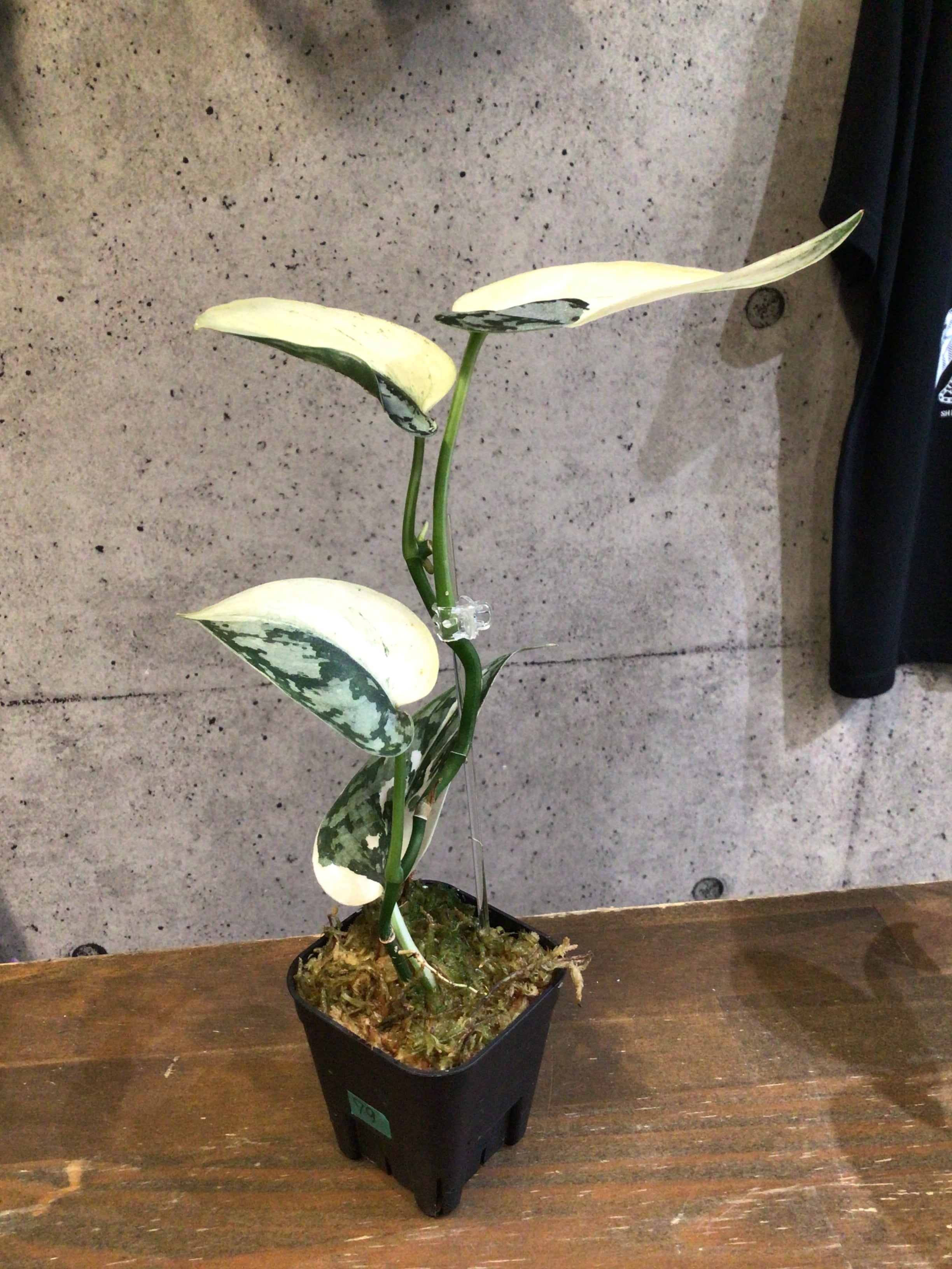 S79スキンダプサス マリポーサB | MIDORIYA 観葉植物専門店