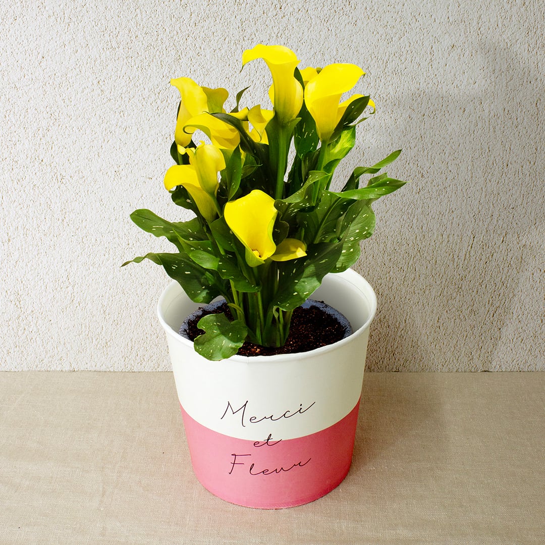 早割10%OFF【2026 Mother's Day HP₋14 カラー鉢植え(イエロー)】母の日|鉢植え|母の日ギフト|母の日 アジサイ|