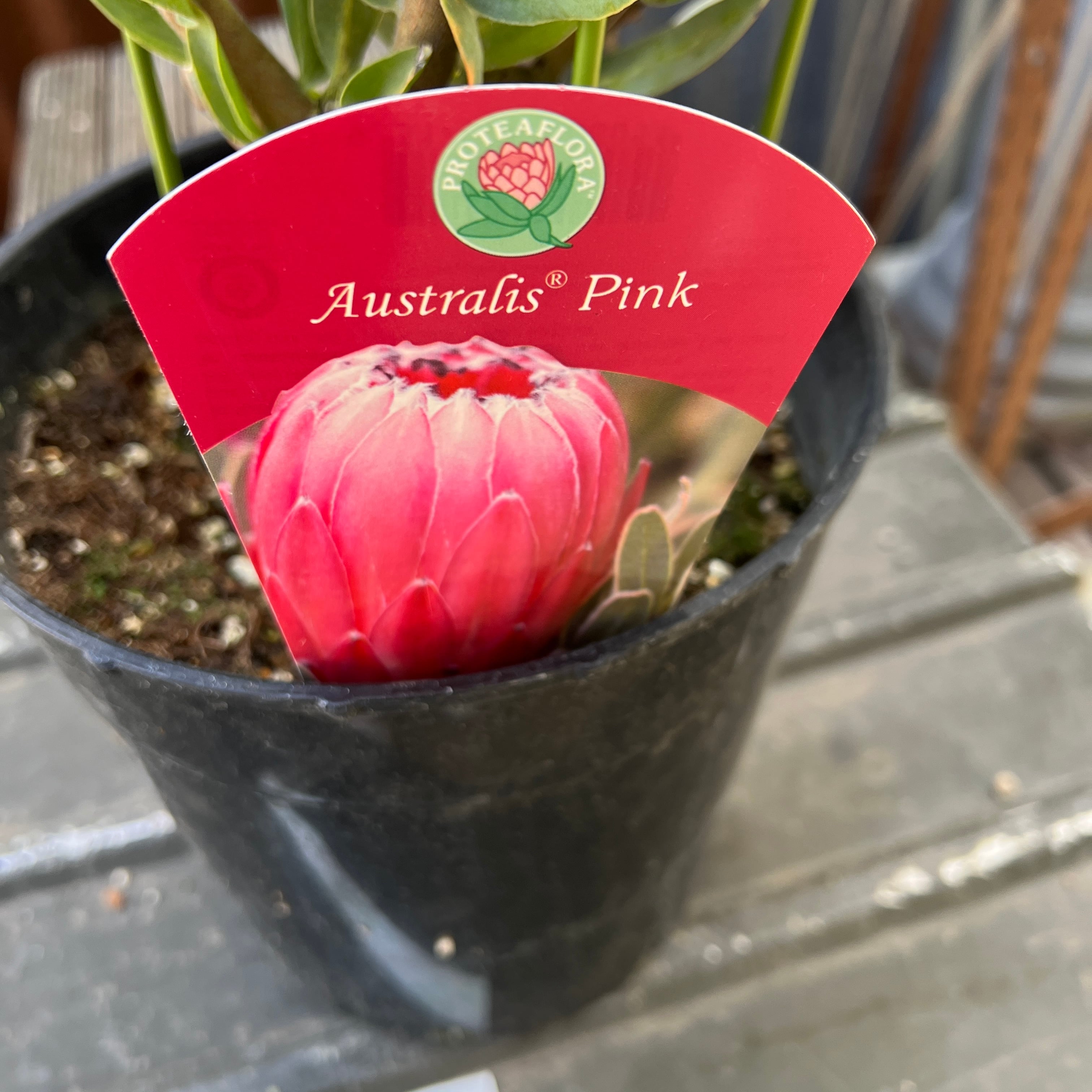 プロテア オーストラリスピンク（2F）① | 沼ノ上農園