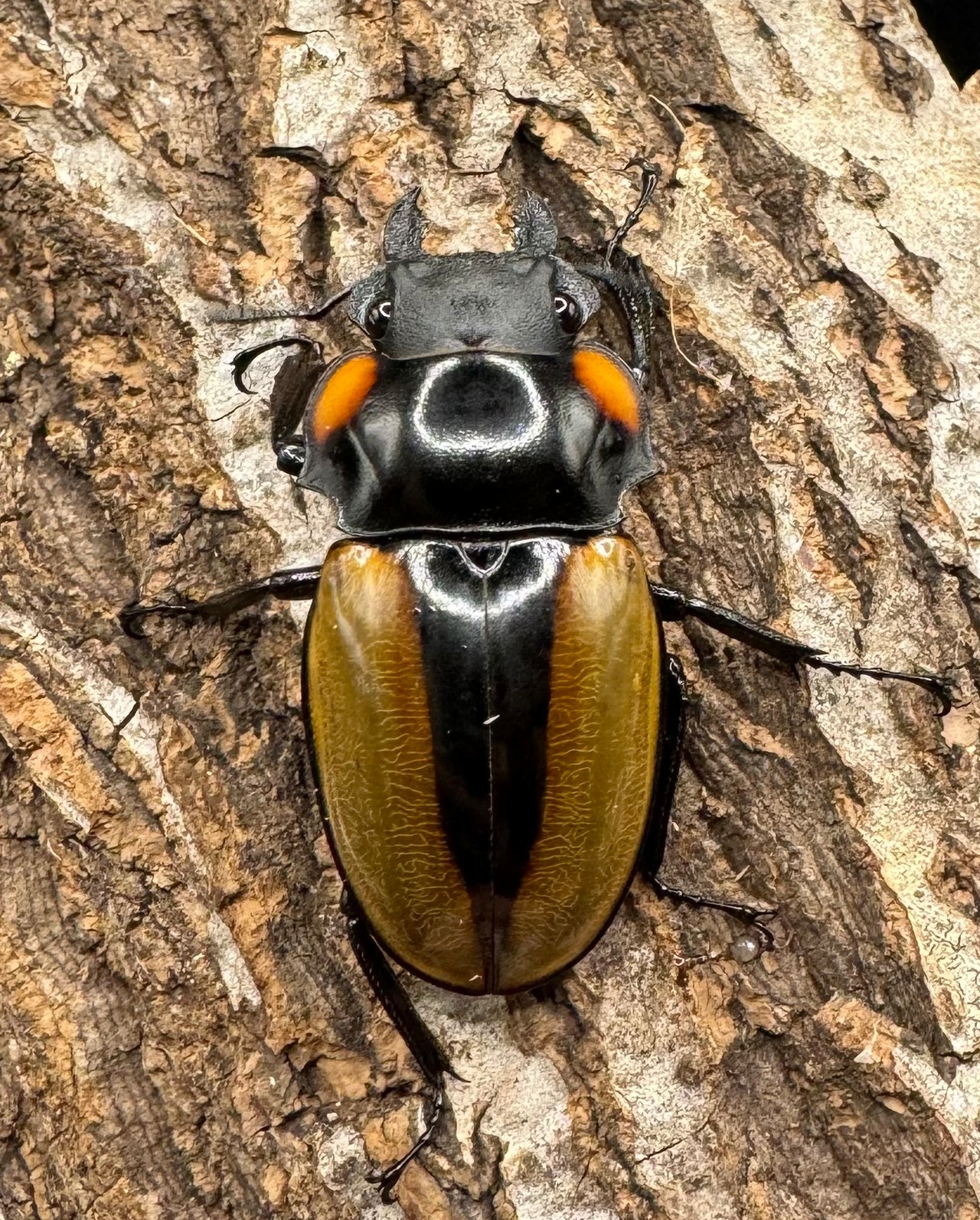 【WD】《ラコダールツヤクワガタ アチェ産 84mm ペア》