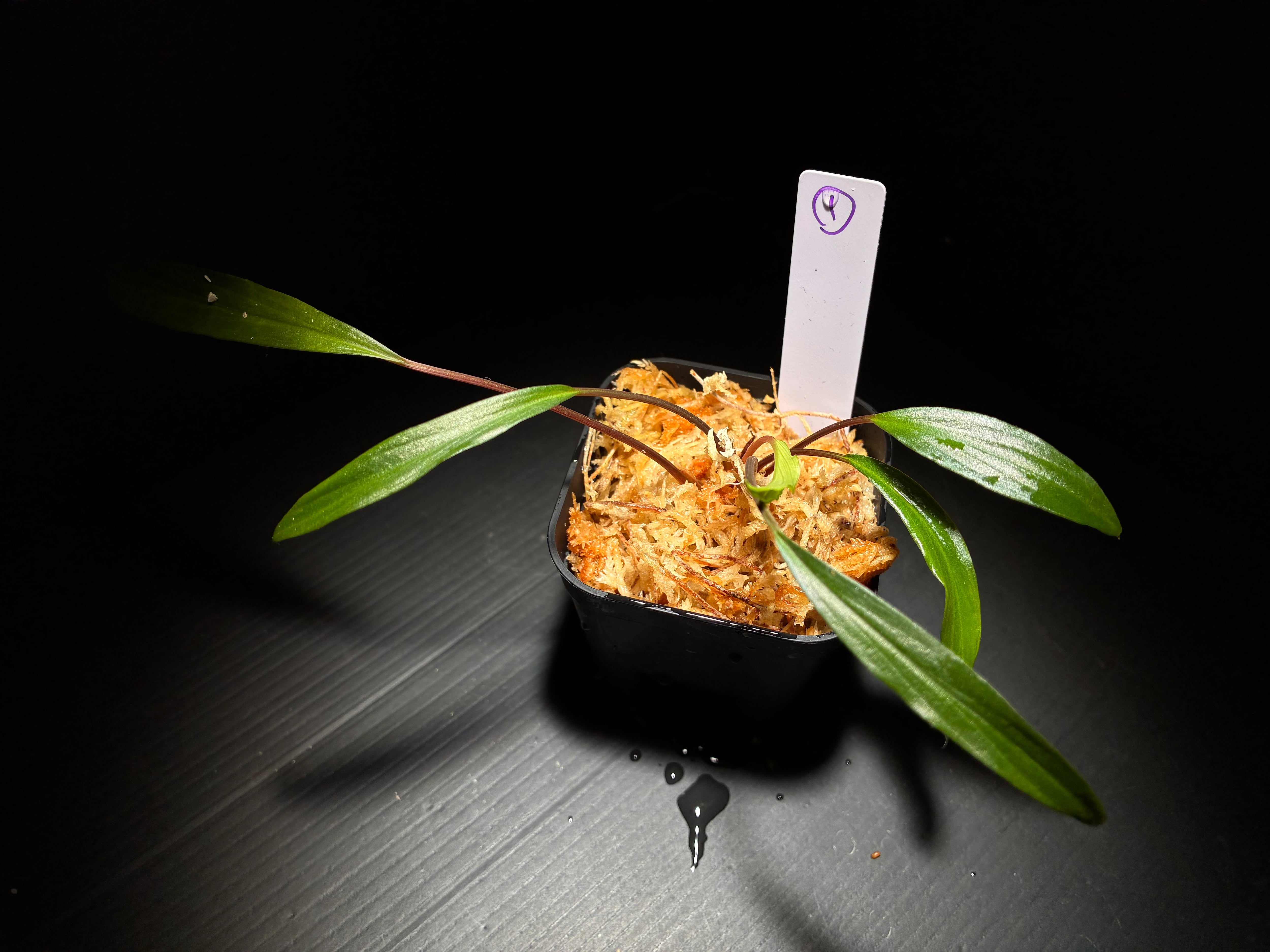 Photosyn Apollo RAYS Exotic plant(アポロレイズ) 20W | AquaFocus