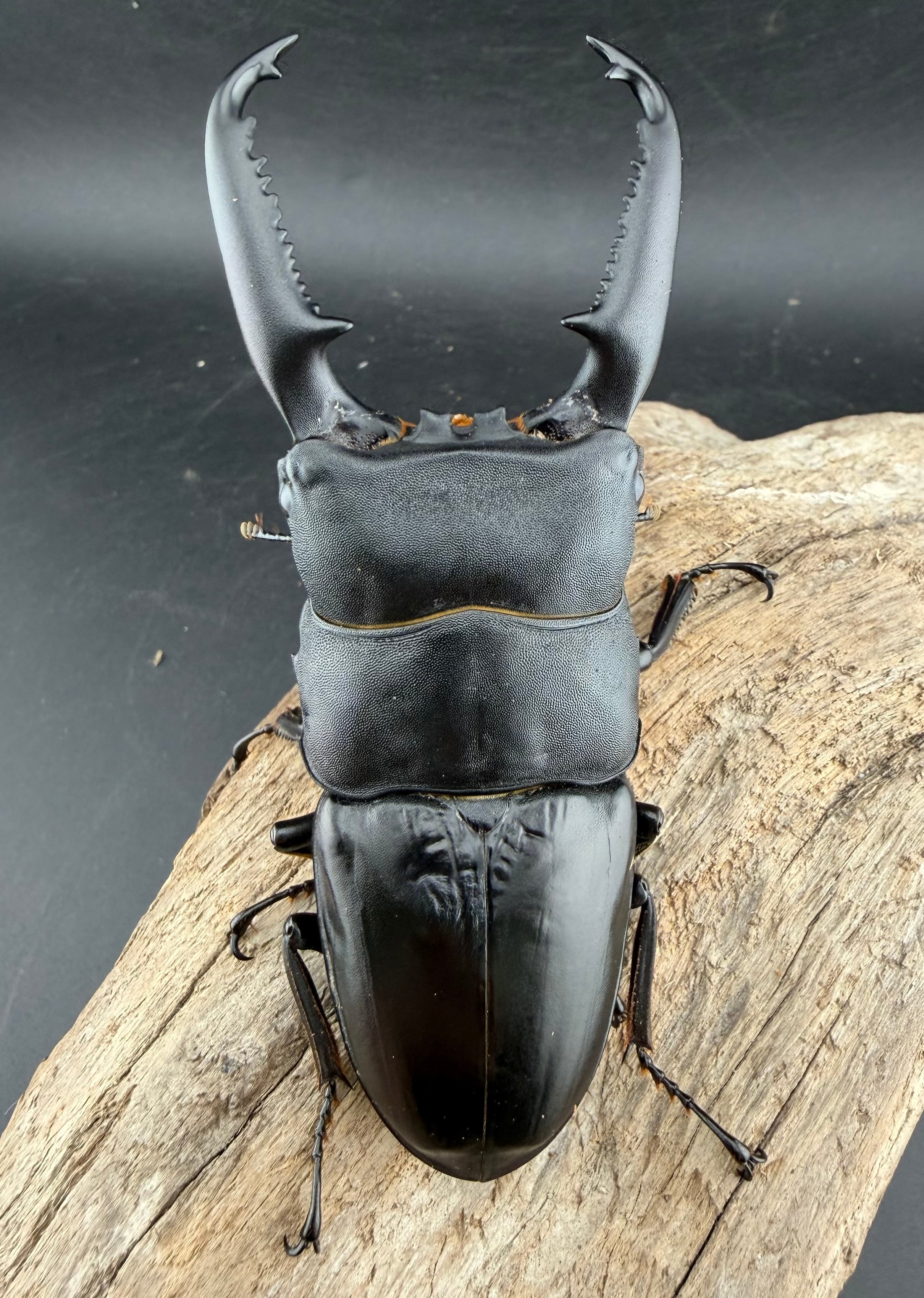 パラワンオオヒラタ マンタリガハン産 102mm ペア》 | KPW公式