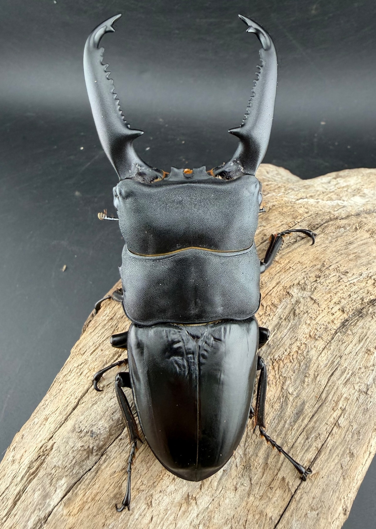 《パラワンオオヒラタ マンタリンガハン産 102mm ペア》