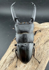 《パラワンオオヒラタ マンタリンガハン産 102mm ペア》