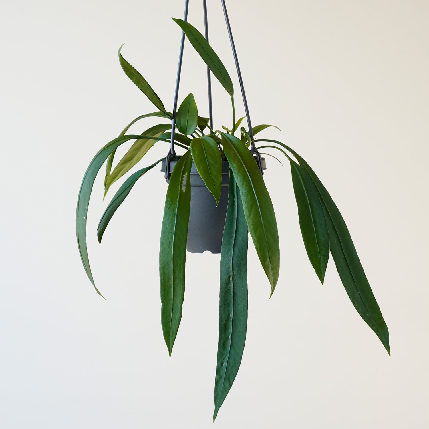 吊り下げ | AYANAS（アヤナス）｜観葉植物のセレクトショップ・通販
