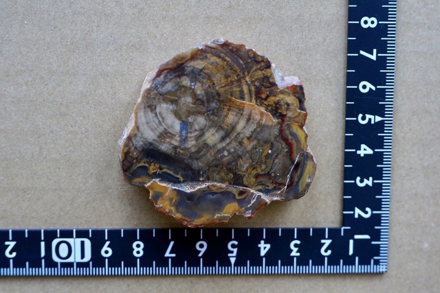 珪化木 Araucarioxylon 11