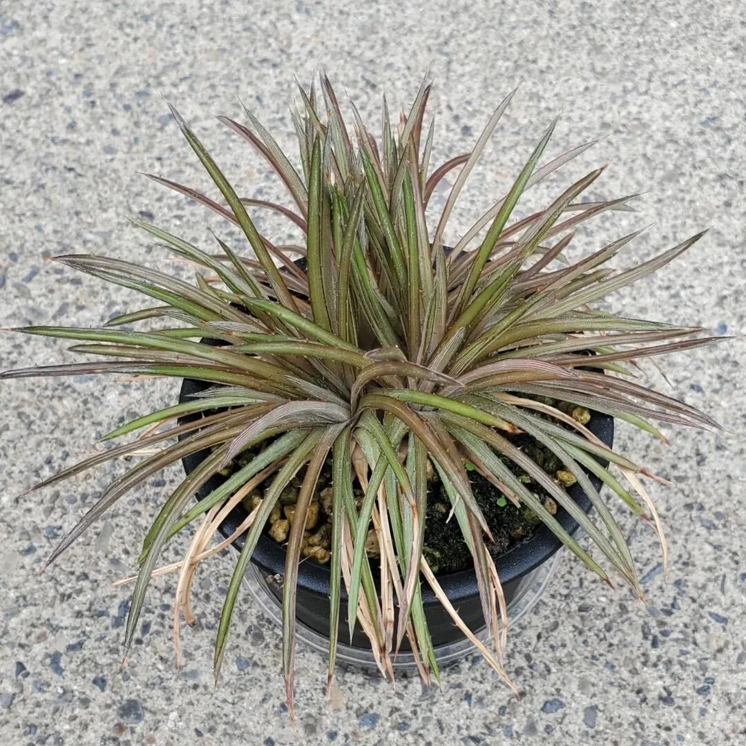 レアプランツ通販サイトPlants Maniax（プランツ・マニアックス）