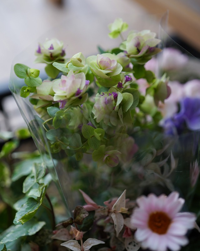 【花苗セット】マーガレットとローザンセマムとプリムラの春らしい柔らかい花苗セット