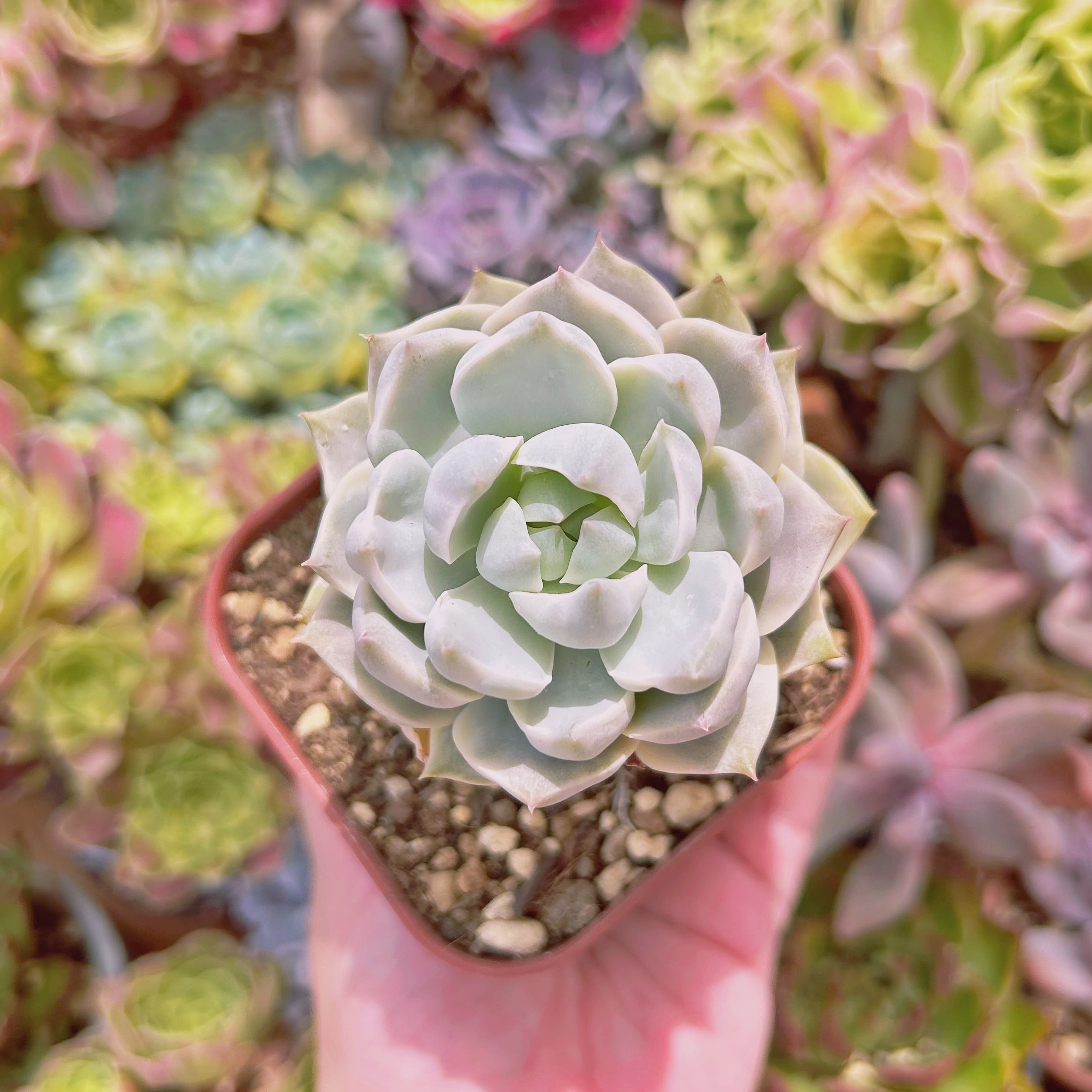 #862現物　多肉植物　白牡丹錦　抜き苗