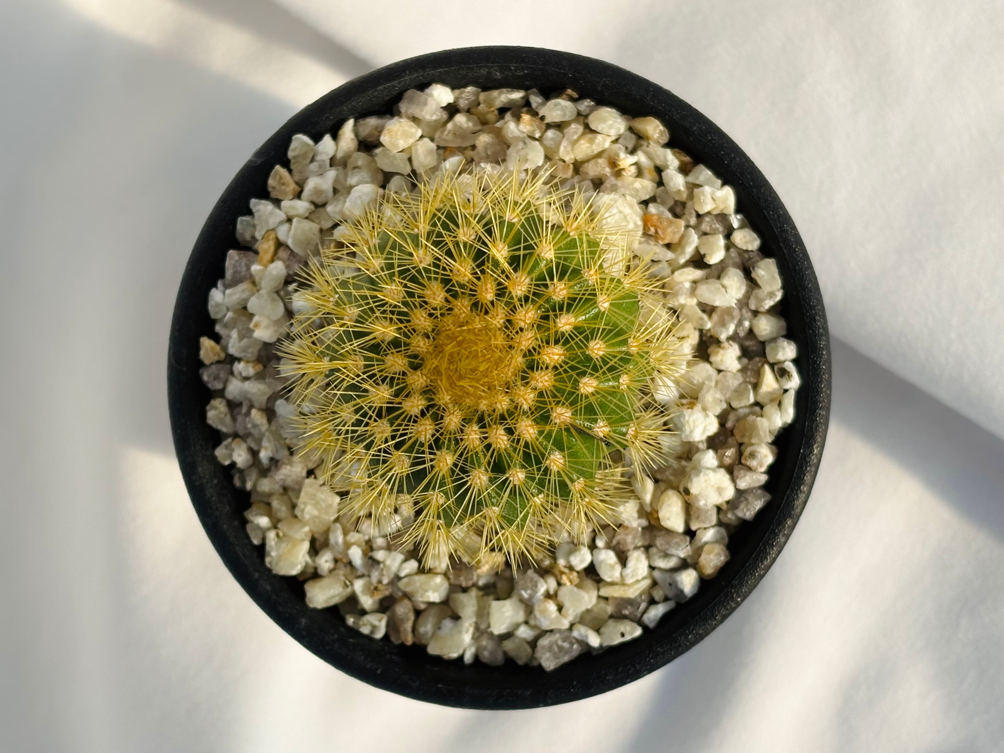 Uebelmannia pectinifera v. eriocactoides ユーベルマニア エリオ