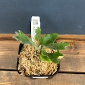 ビカクシダ ウィリンキー 'spur' TC (P.willinckii 'spur' TC)【883】