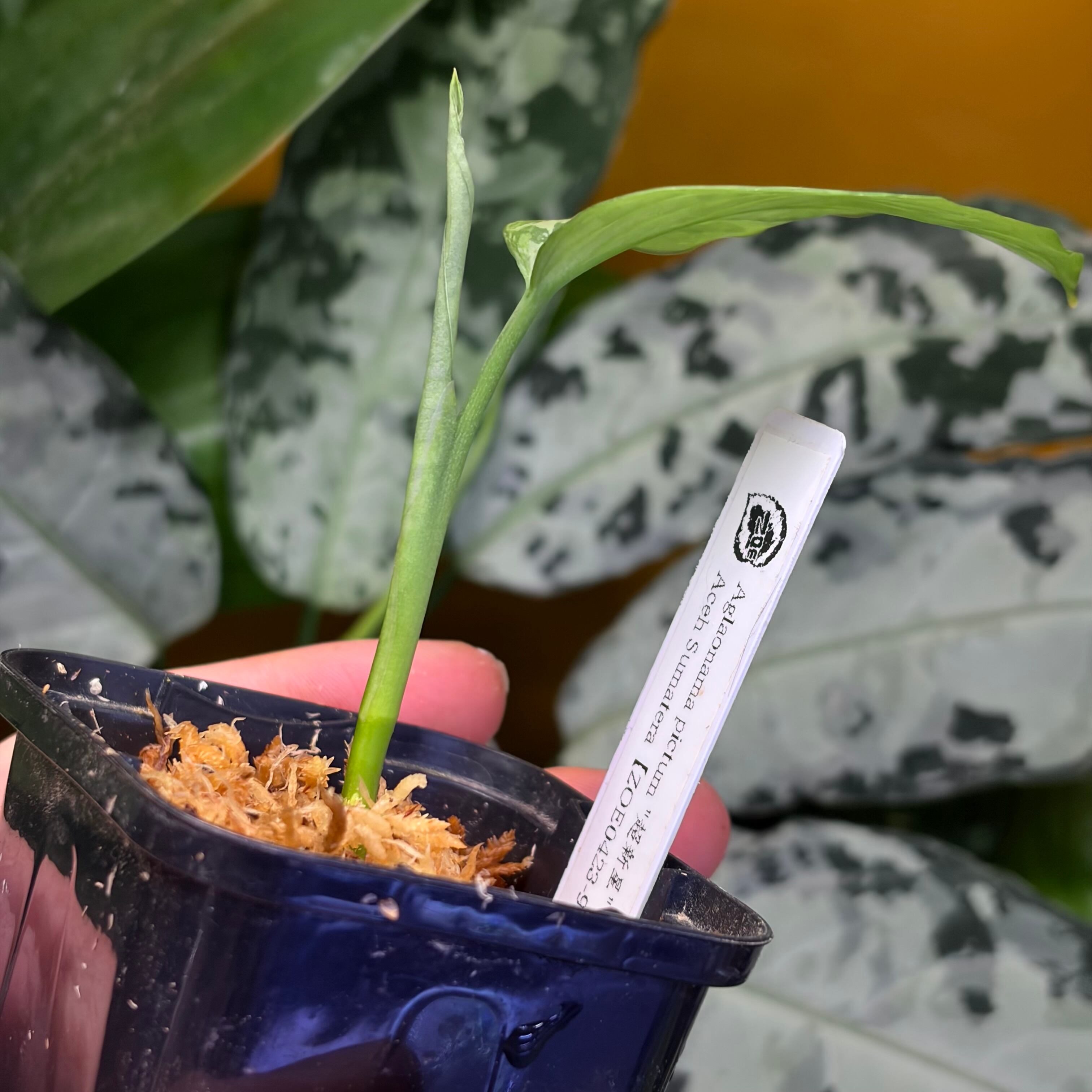 Aglaonema pictum “超新星” Aceh Sumatera【ZOE0423-9i】 | 熱帯雨林