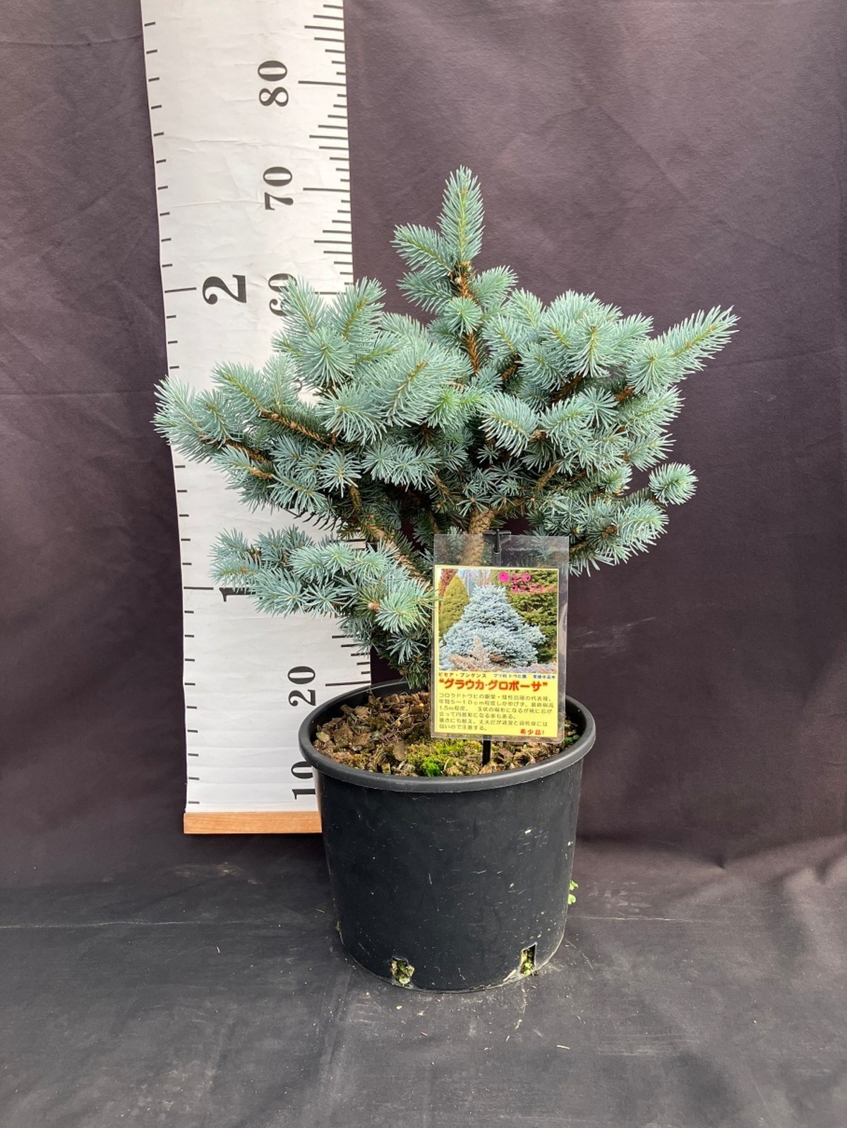 2 Picea Pungensピセアプンゲンストウヒコロラドトウヒ苗木苗
