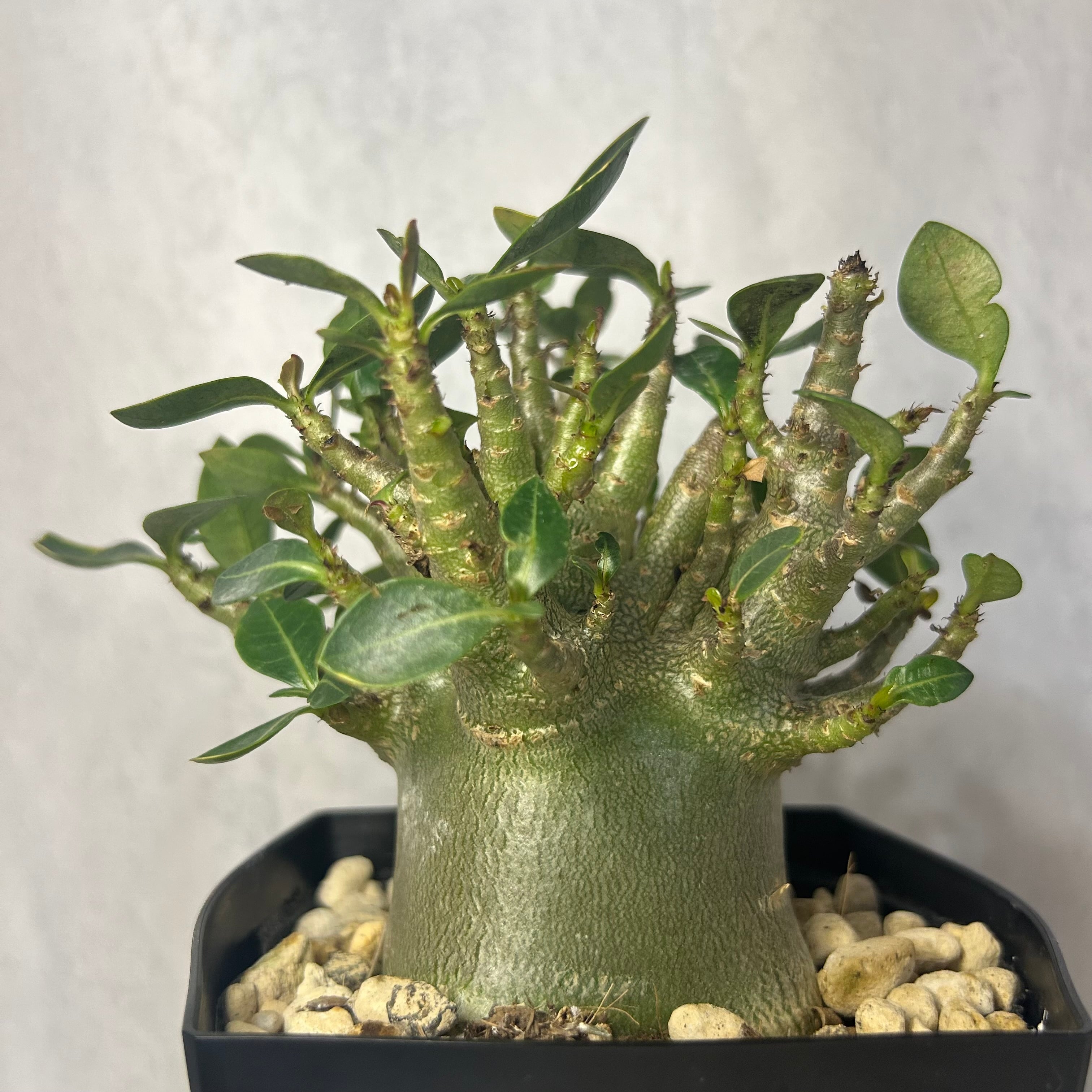 パキポディウム グラキリス 4号鉢入り | PLARE