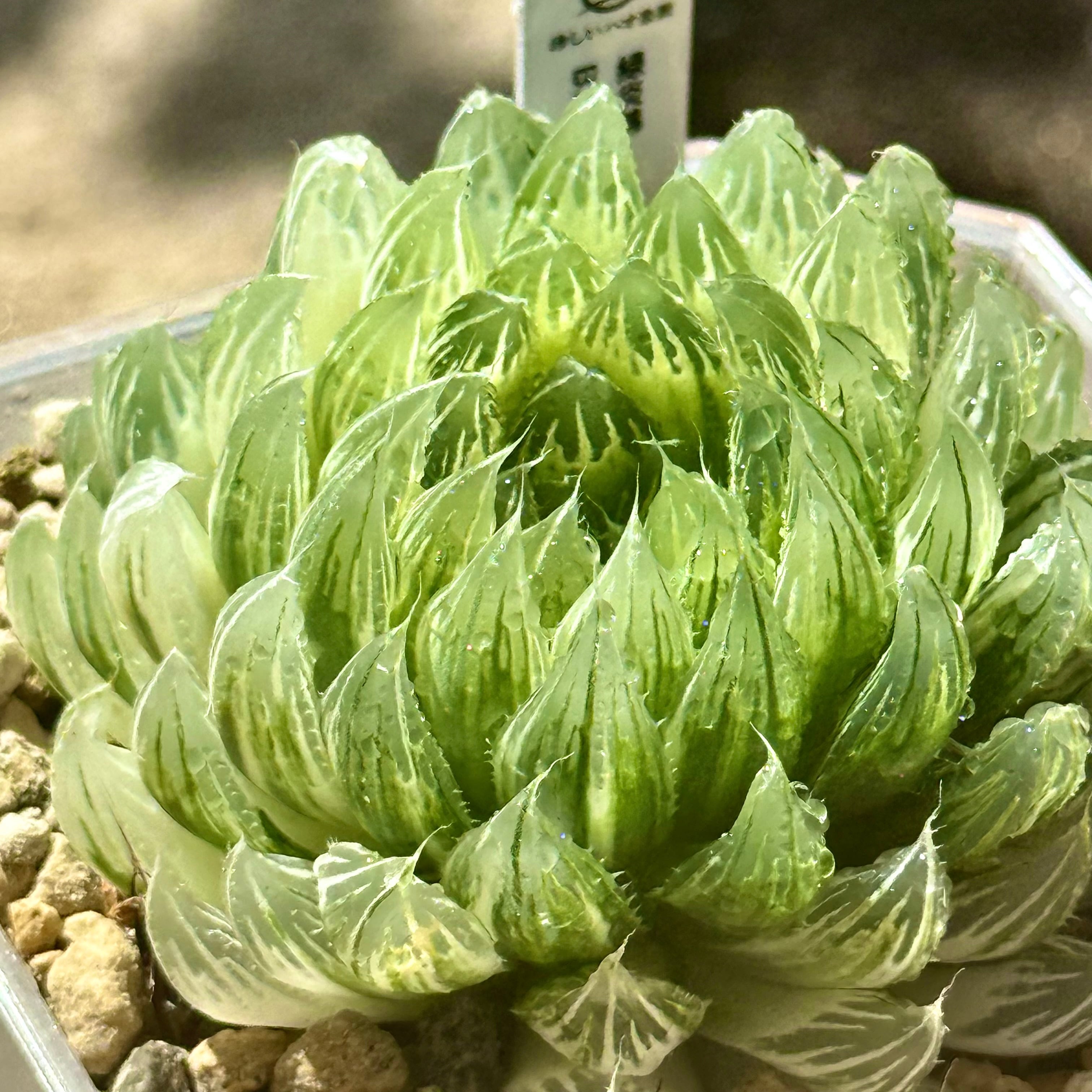 ピンクゴールドオブツーサ錦 153 親株 ハオルチア ハオルシア 観葉植物