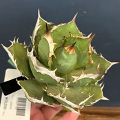 アガベ チタノタ シャーク【39】