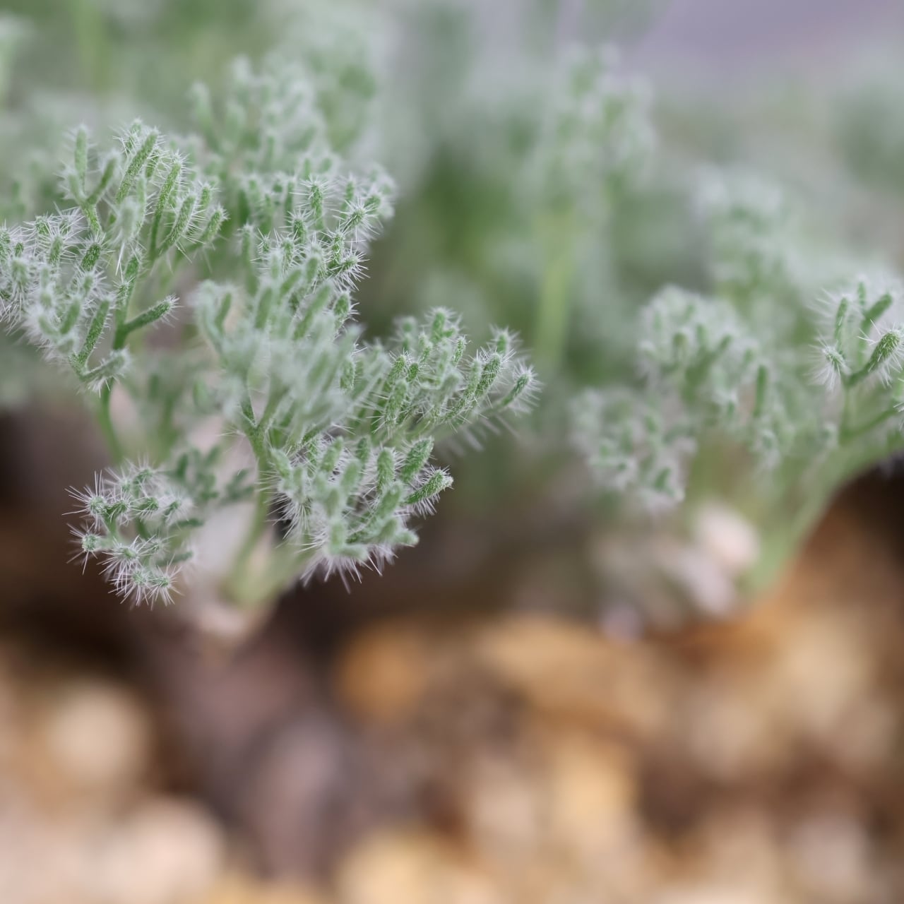 363 そのギャップにやられる『サルコカウロン ムルチフィダ