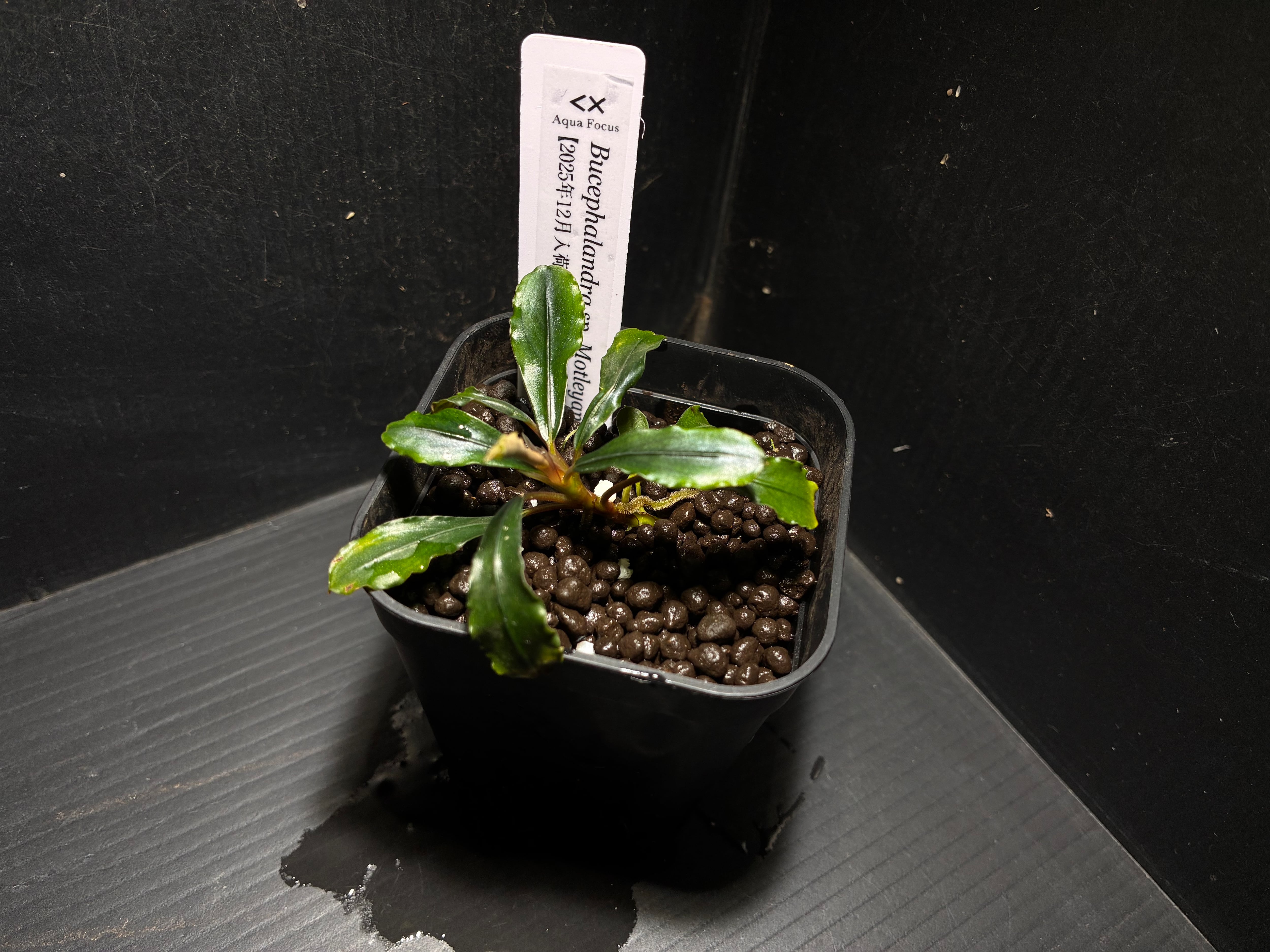水草・観葉植物 | AquaFocus