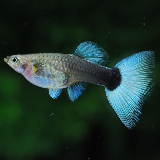 【セール】ドイツイエロータキシード　2ペア＋おまけメス2匹